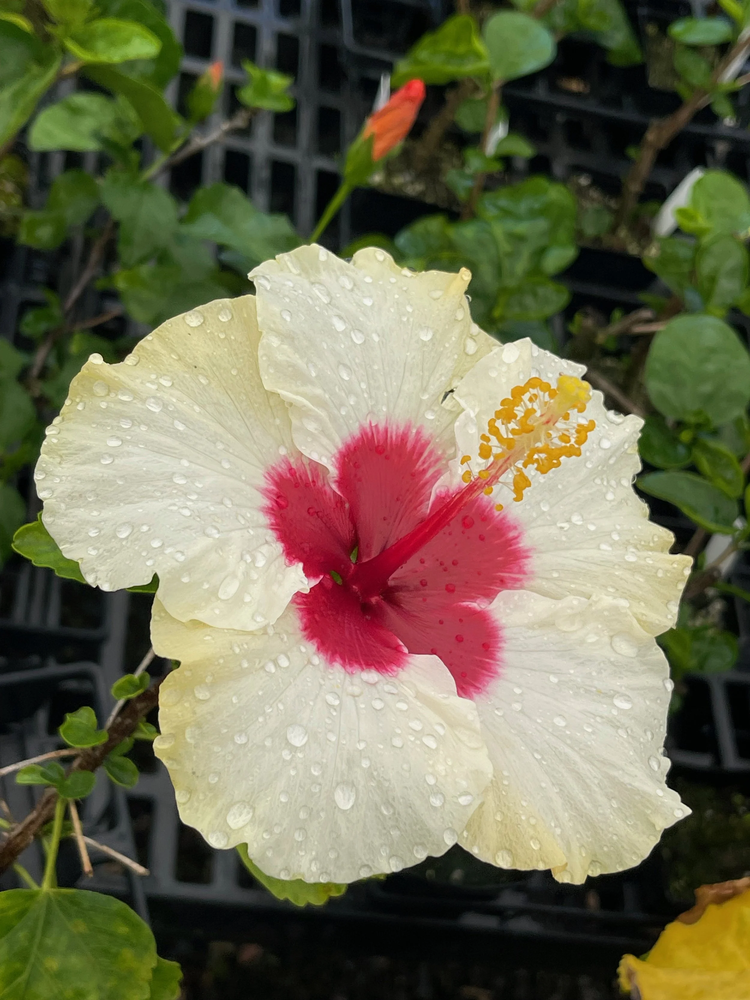 Hibiscus rosa-sinensis 'Beachside Bubbly' (3).jpeg