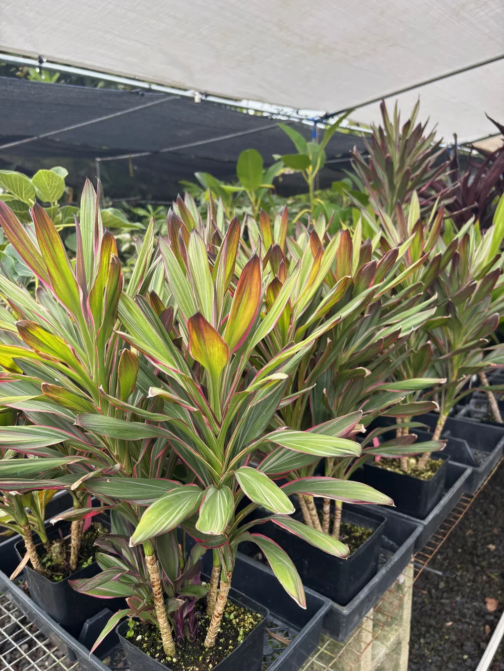Cordyline glauca 'Pink Joy'  Vintage Green Farms with Tom Piergrossi