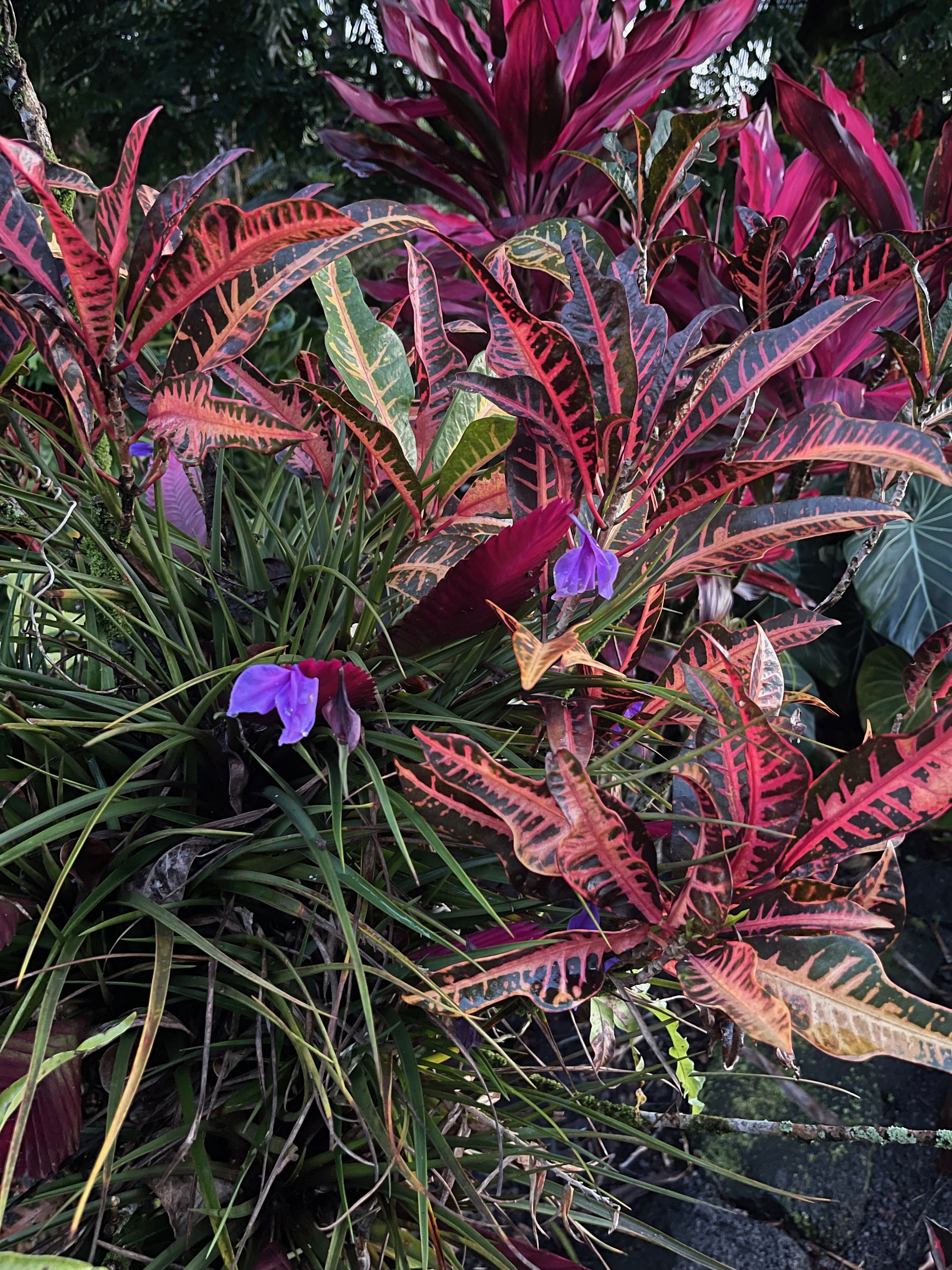 Codiaeum 'Ann Rutherford'.jpeg