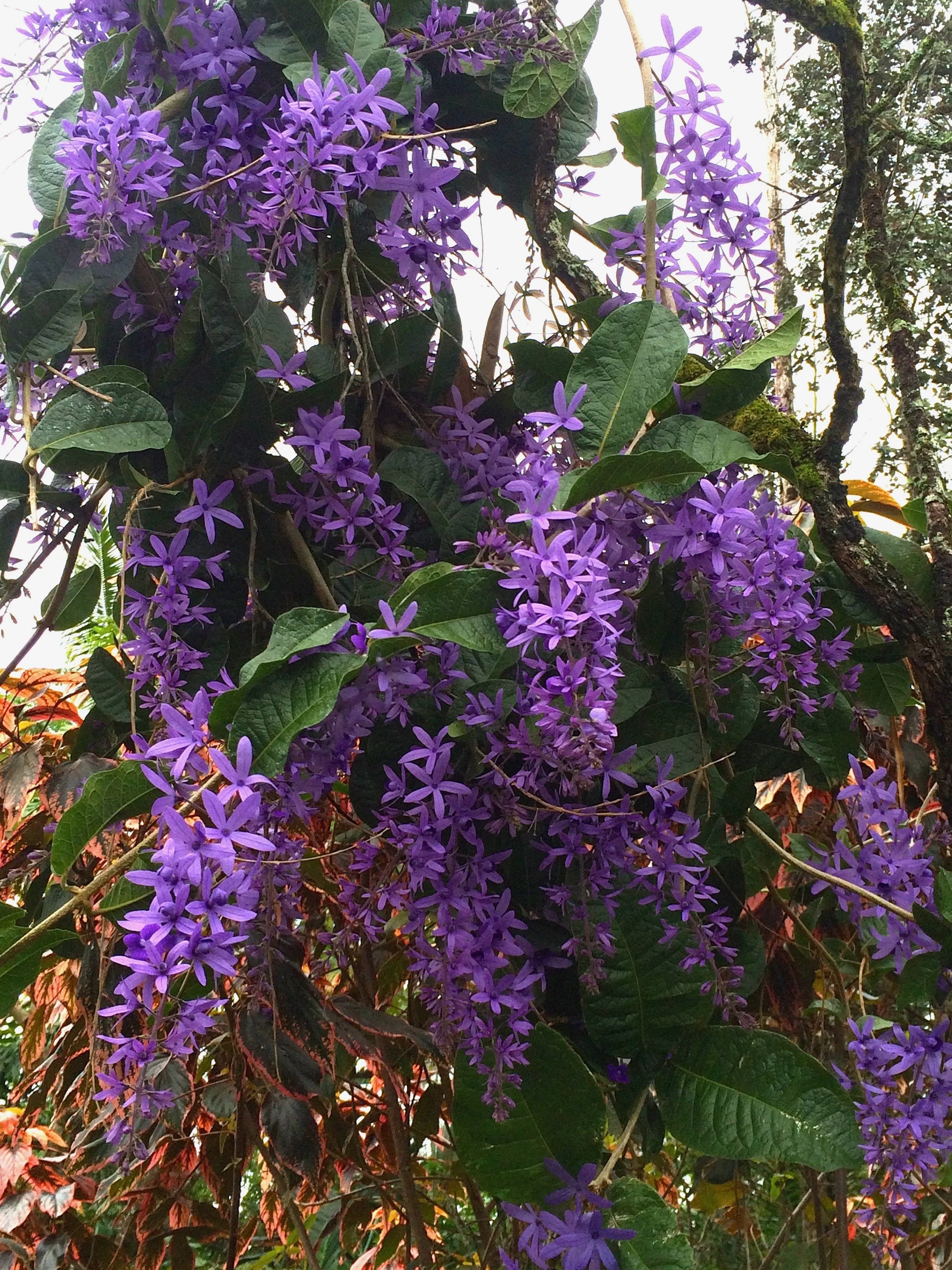 Petrea sp. (larger flowered).jpeg