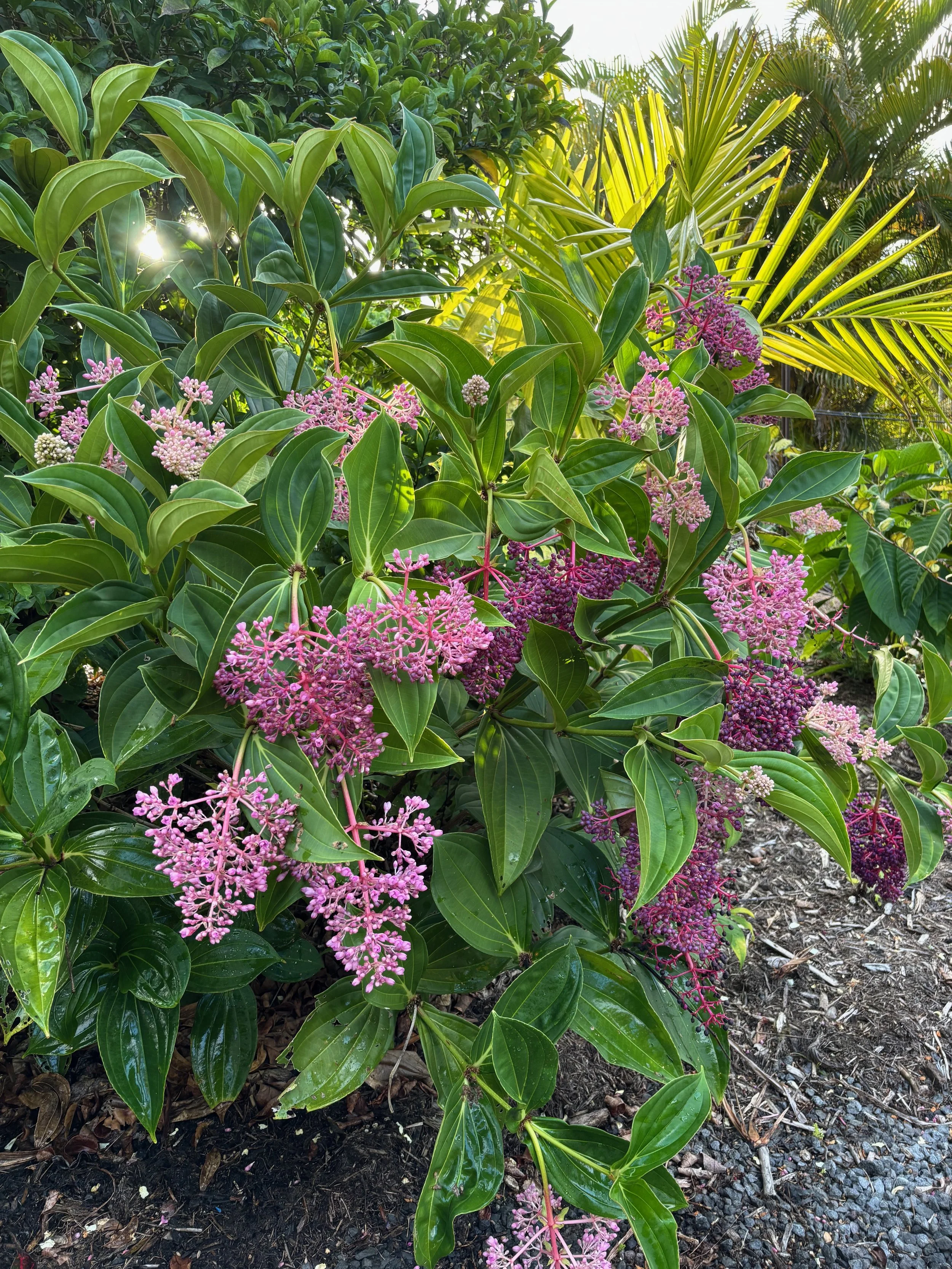 Medinilla cummingii.jpeg