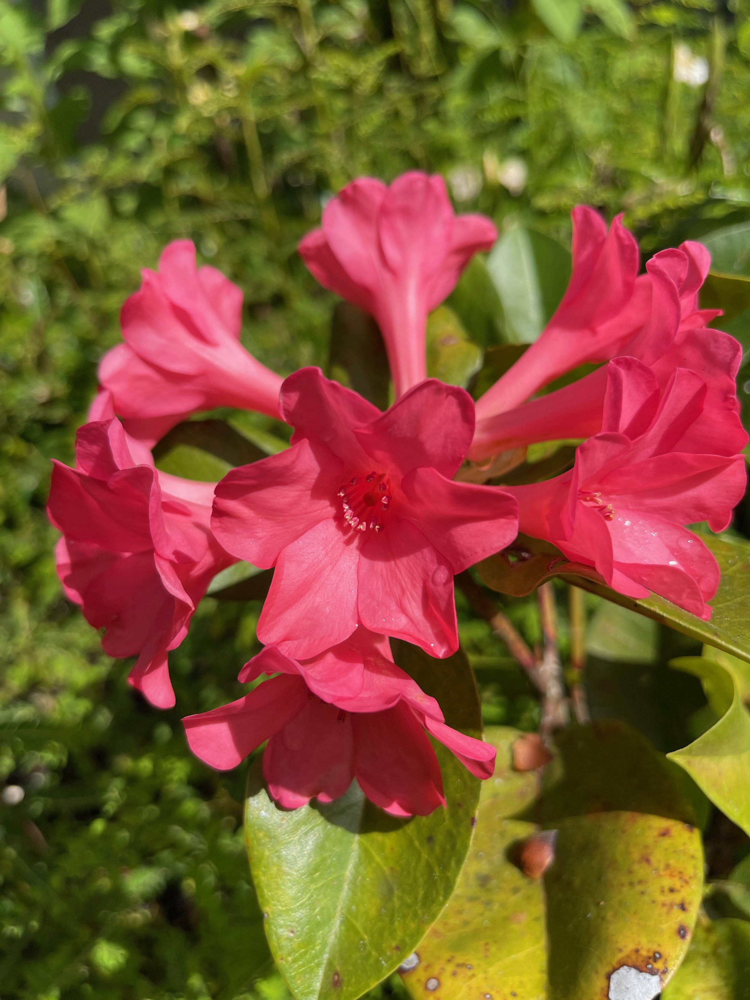 Rhododendron vireya 'Great Scentsation'.jpeg