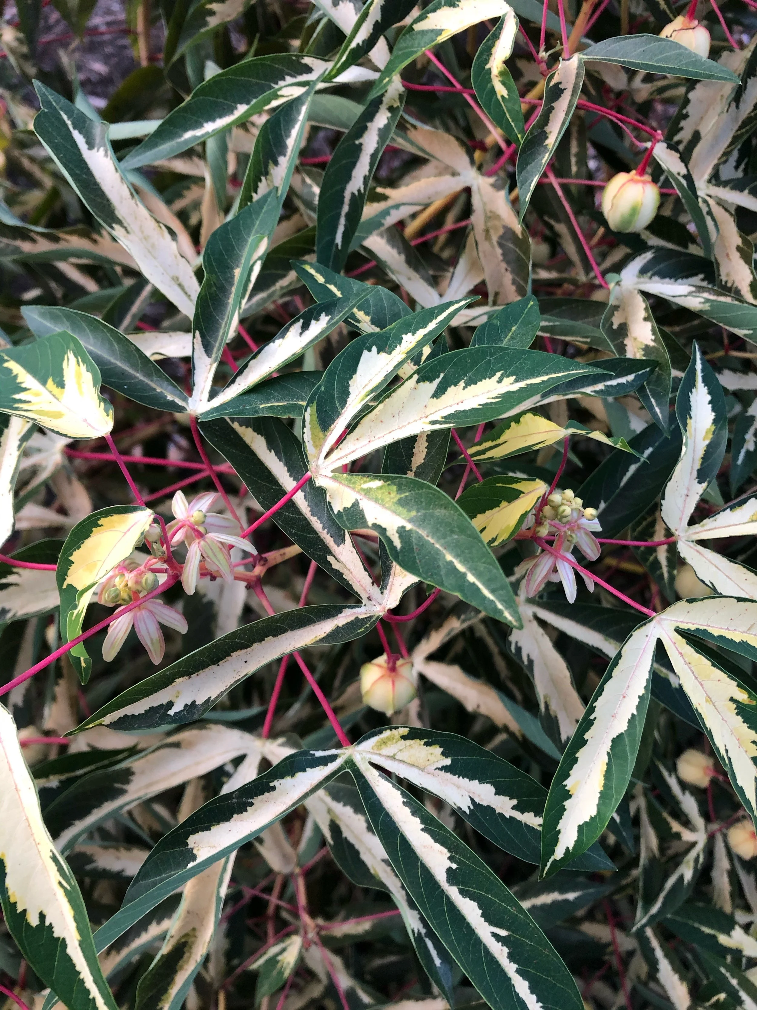Manihut ensculenta variegata.jpeg