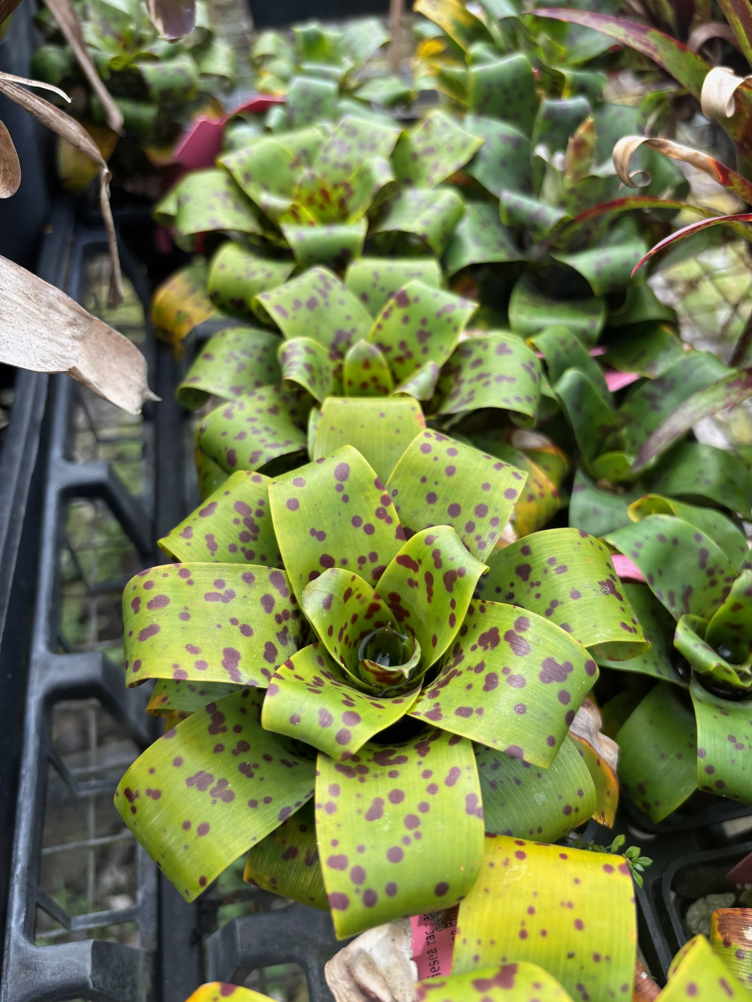 Vriesea racinae.jpeg