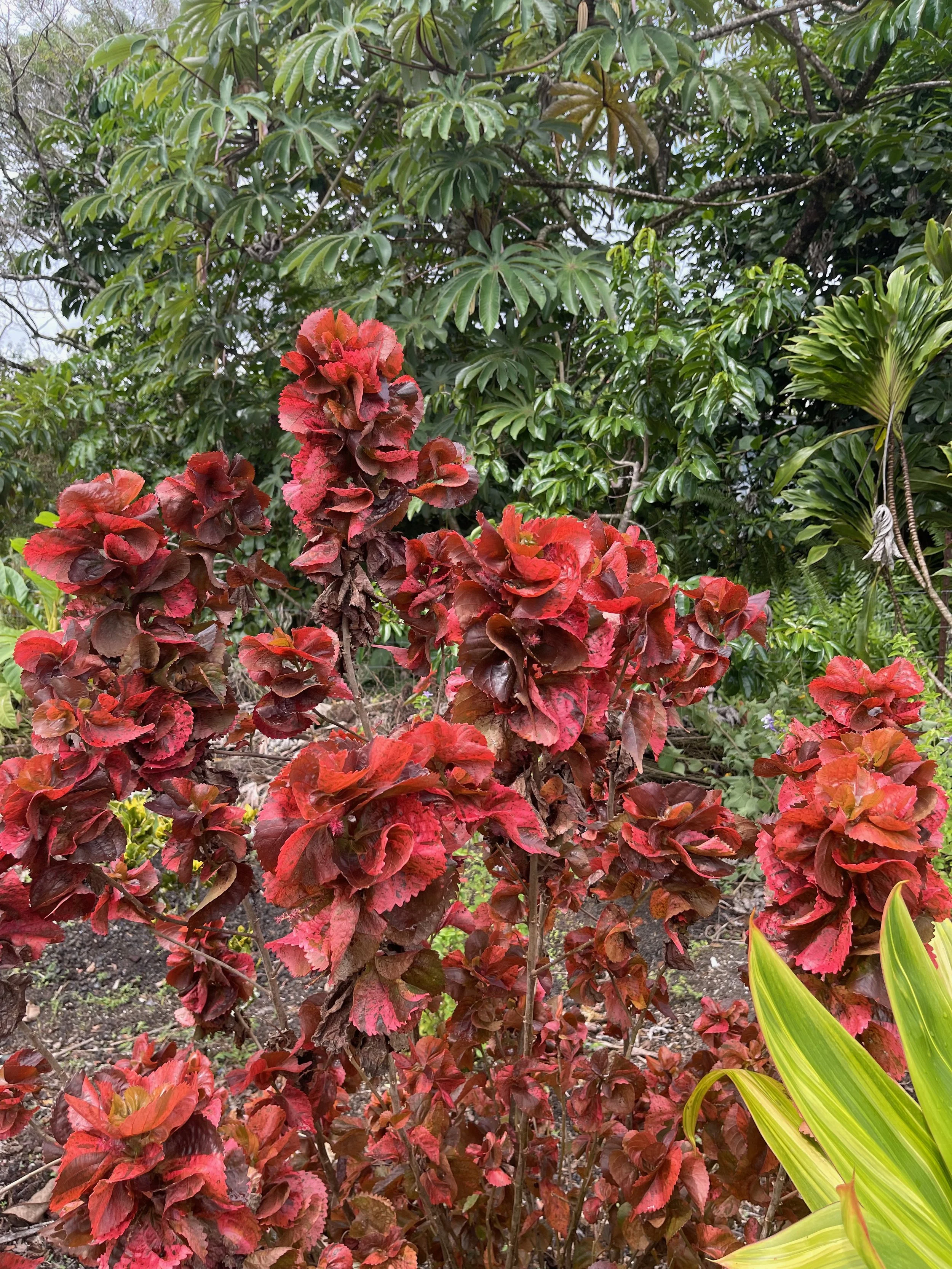 Acalypha 'Tiki Peach Whirl' (2).jpeg