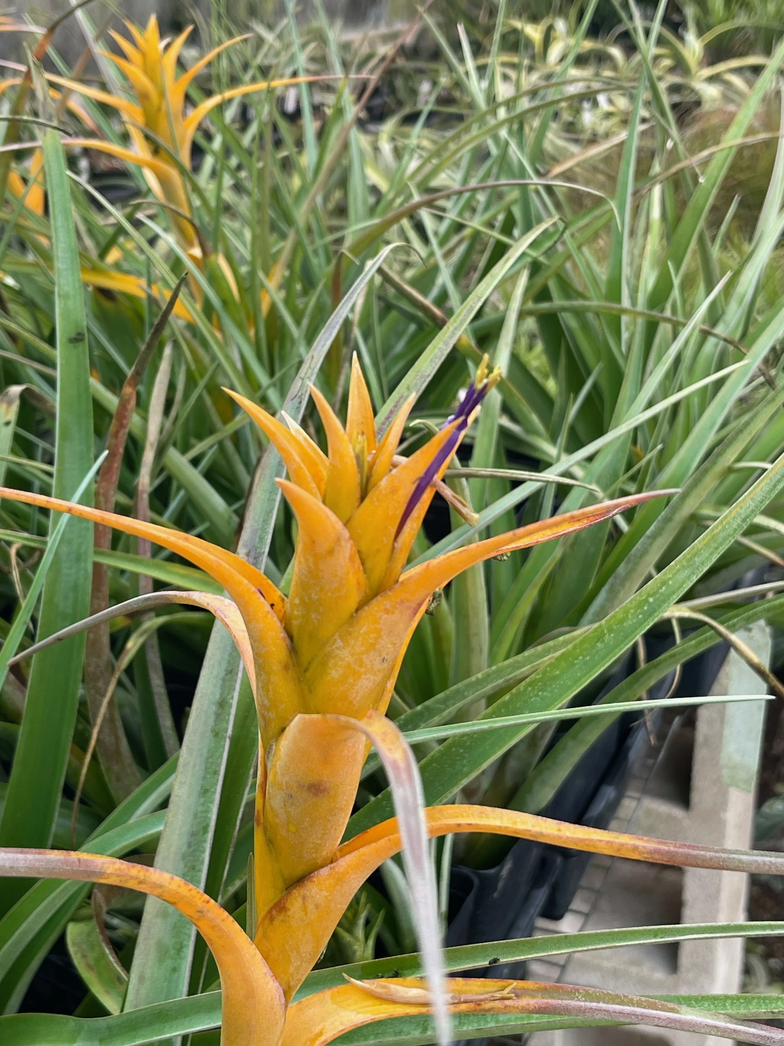 Tillandsia capitata (yellow form).jpeg