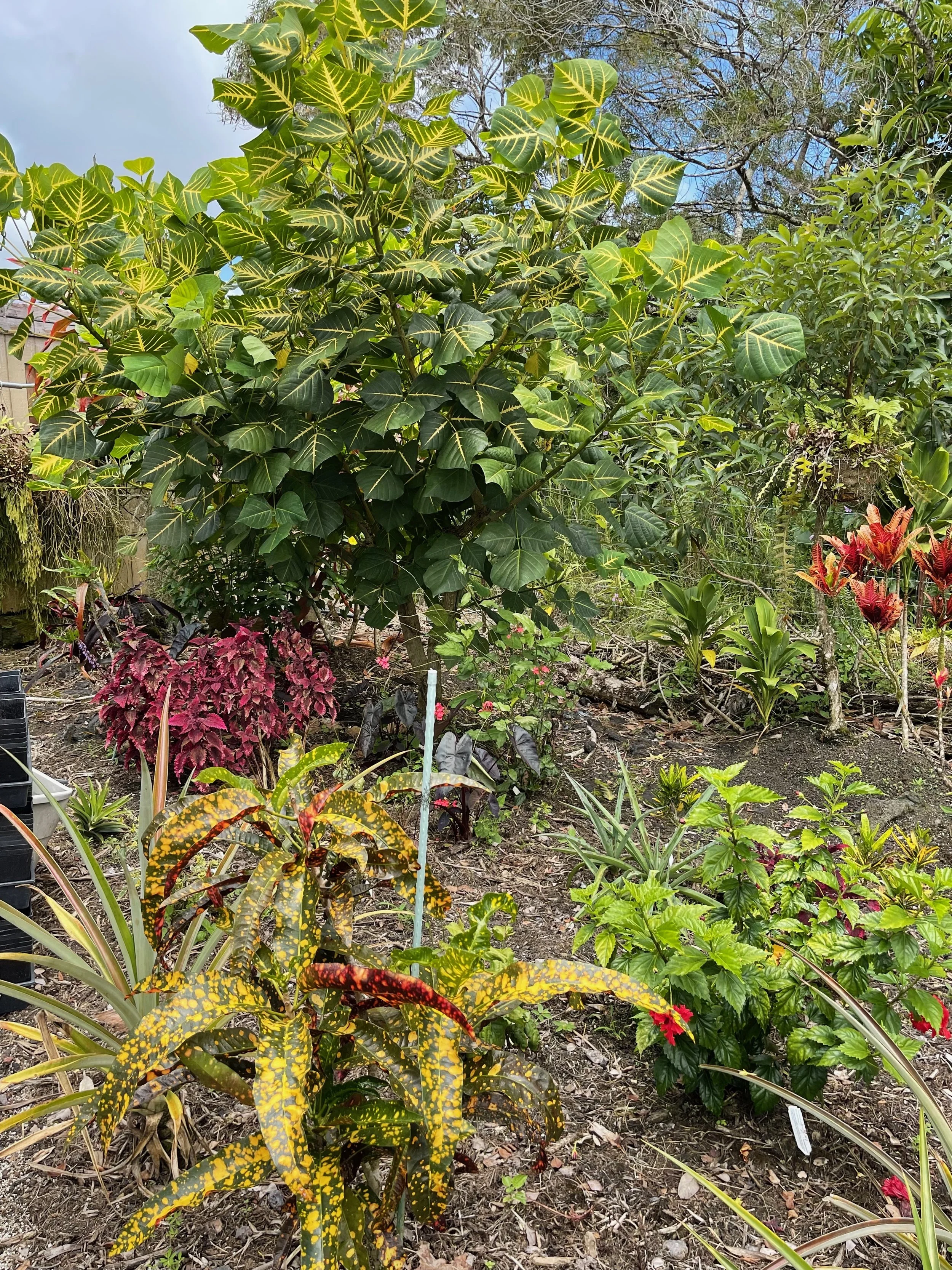Codiaeum 'Pride of Naples'.jpeg