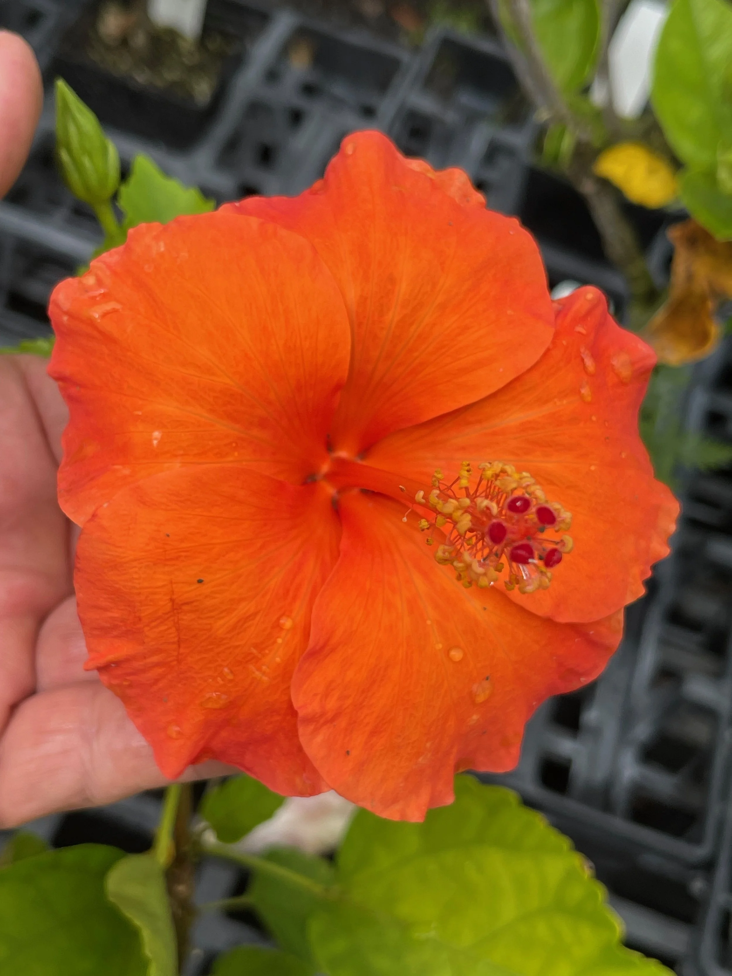 Hibiscus rosa-sinensis 'Tequila Sunrise'.jpeg
