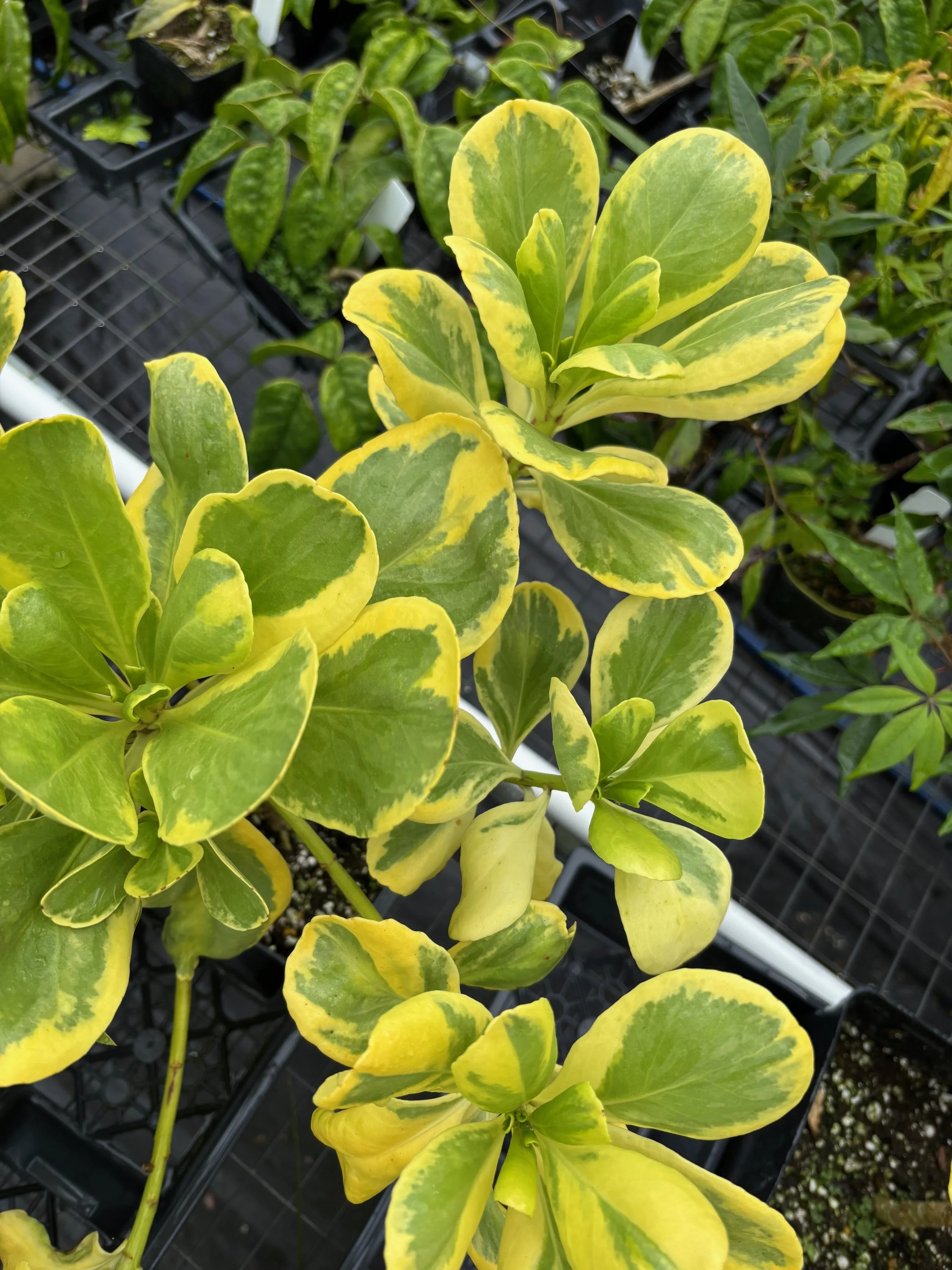 Scaevola sericea variegata 'Magic Sands'.jpeg