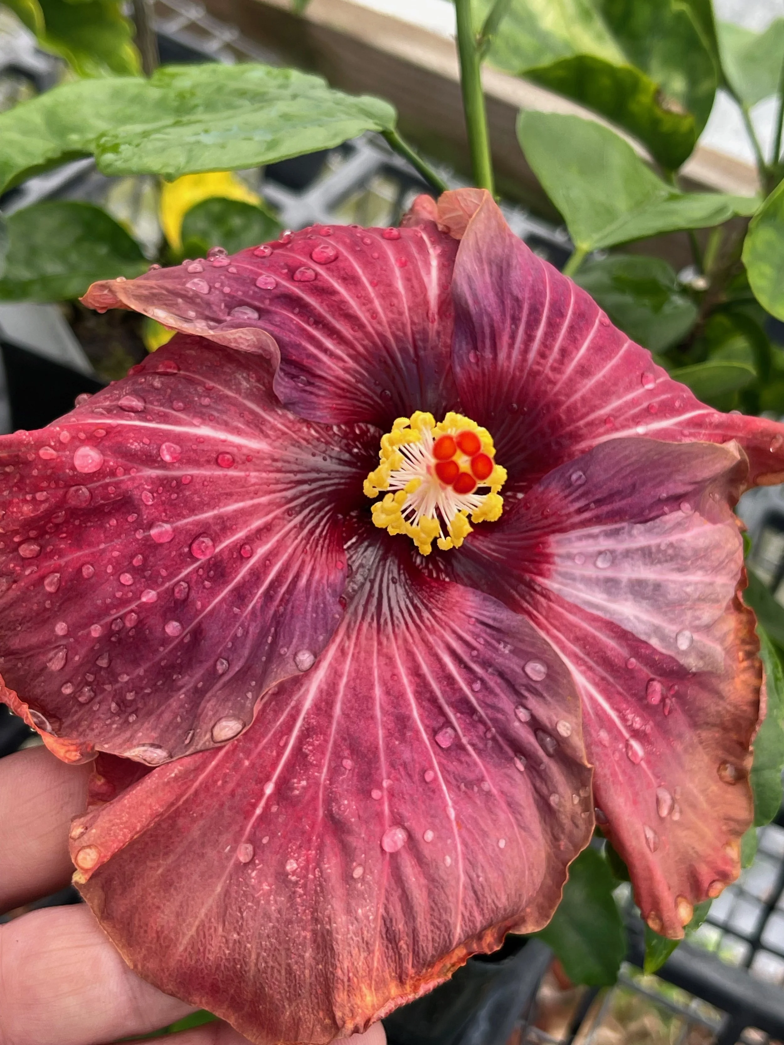 Hibiscus rosa-sinensis 'Arabian Princess' (1).jpeg