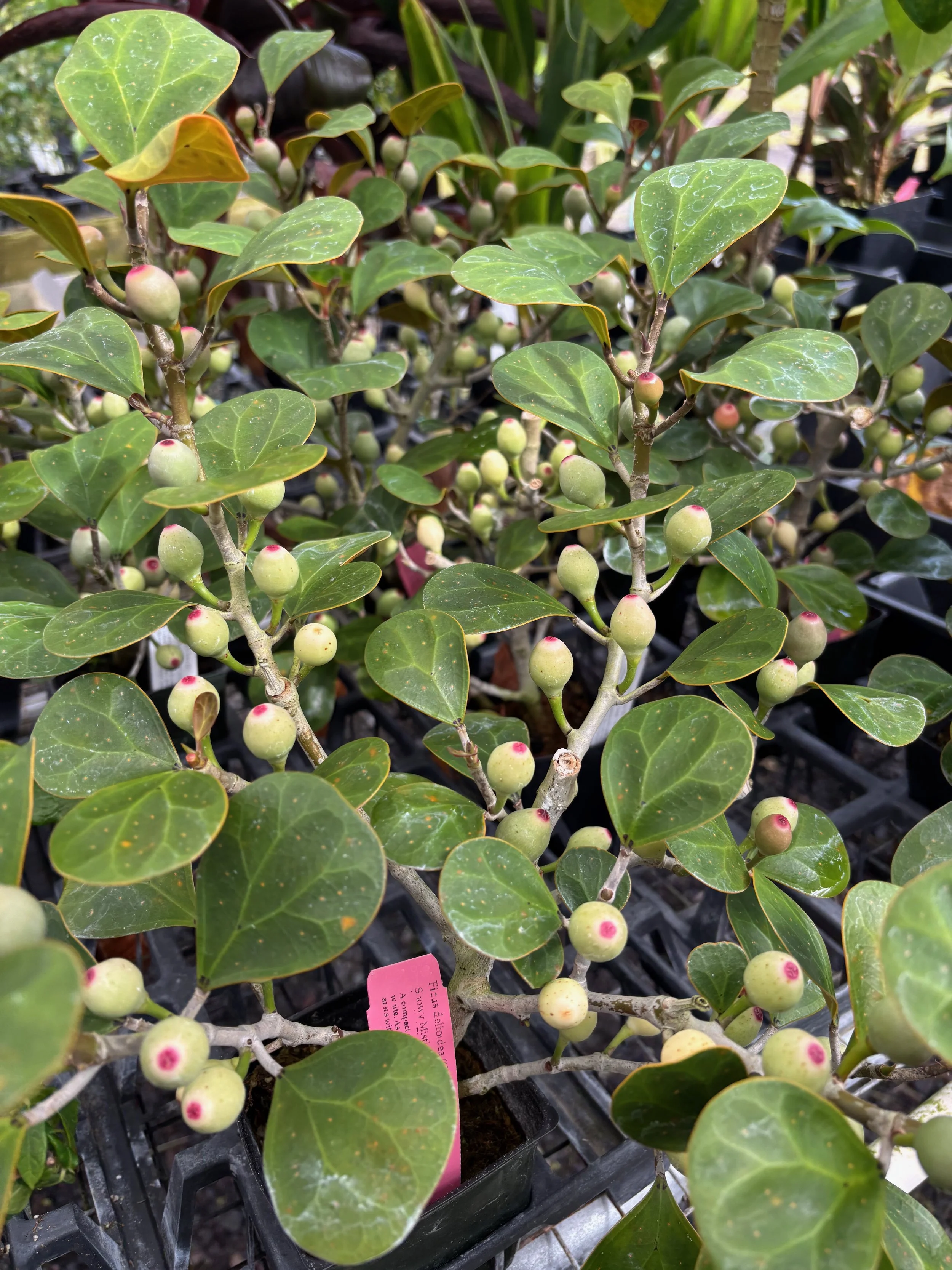 Ficus deltoidea (Clone 02).jpeg