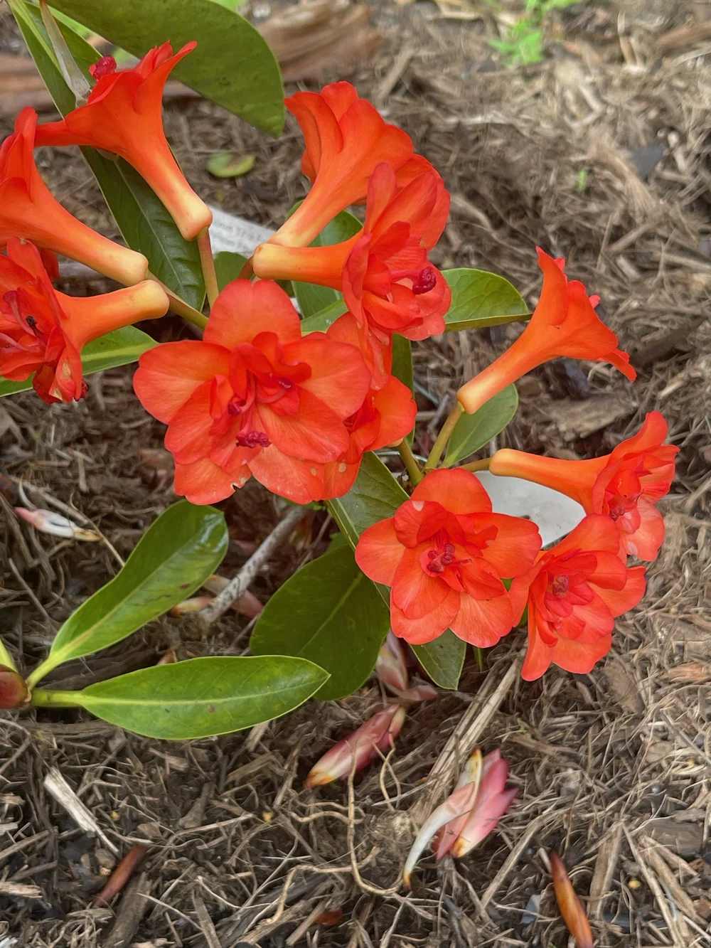 wurzelfäule rhododendron Mollis Azalee orangerot - Rhododendron (azalea x Knapp Hill) Fireball main image 1