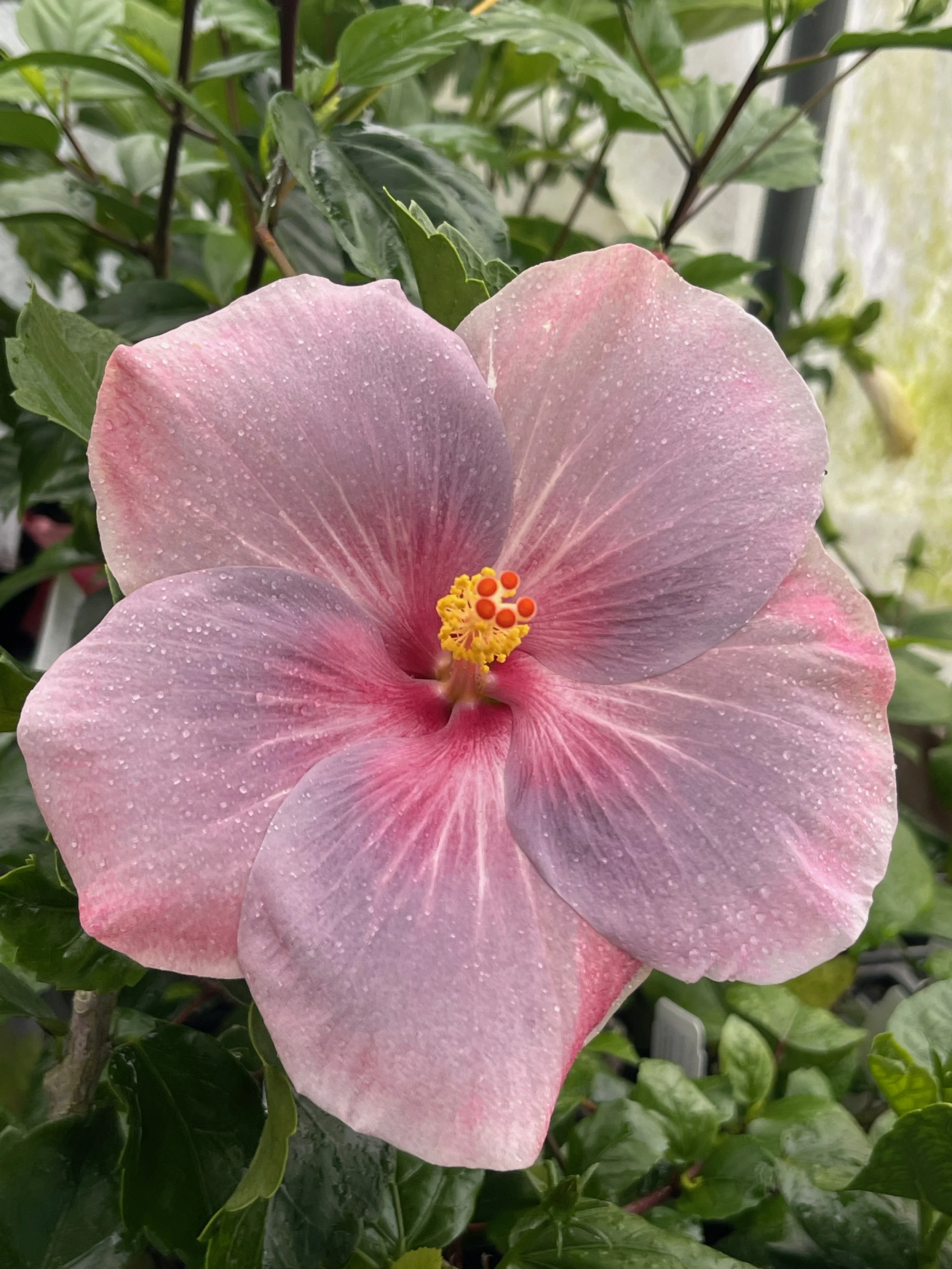 Hibiscus rosa-sinensis 'April Showers' (1).jpeg