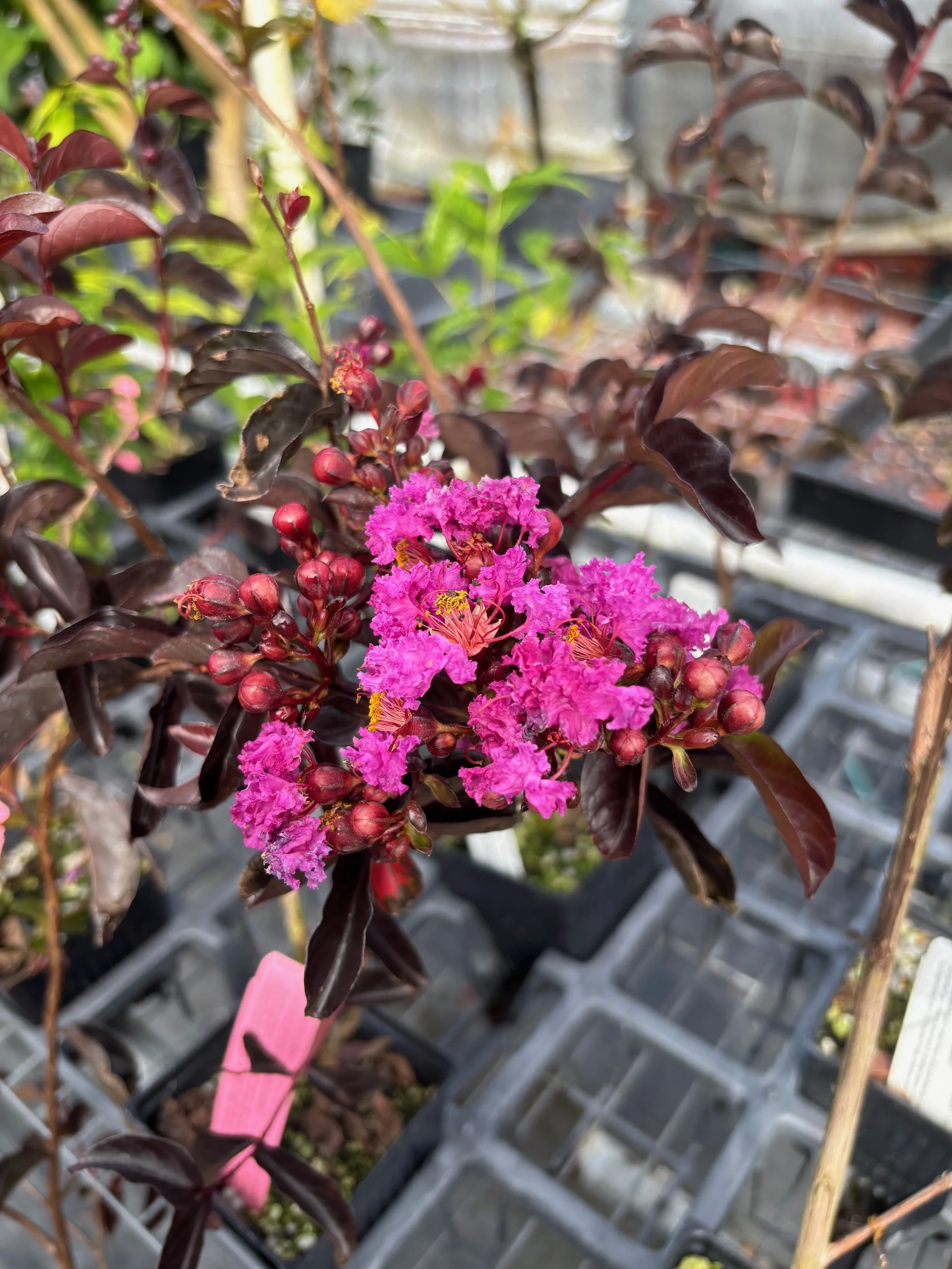 Lagerstroemia indica 'Purely Purple' Black Diamond Series (1).jpeg