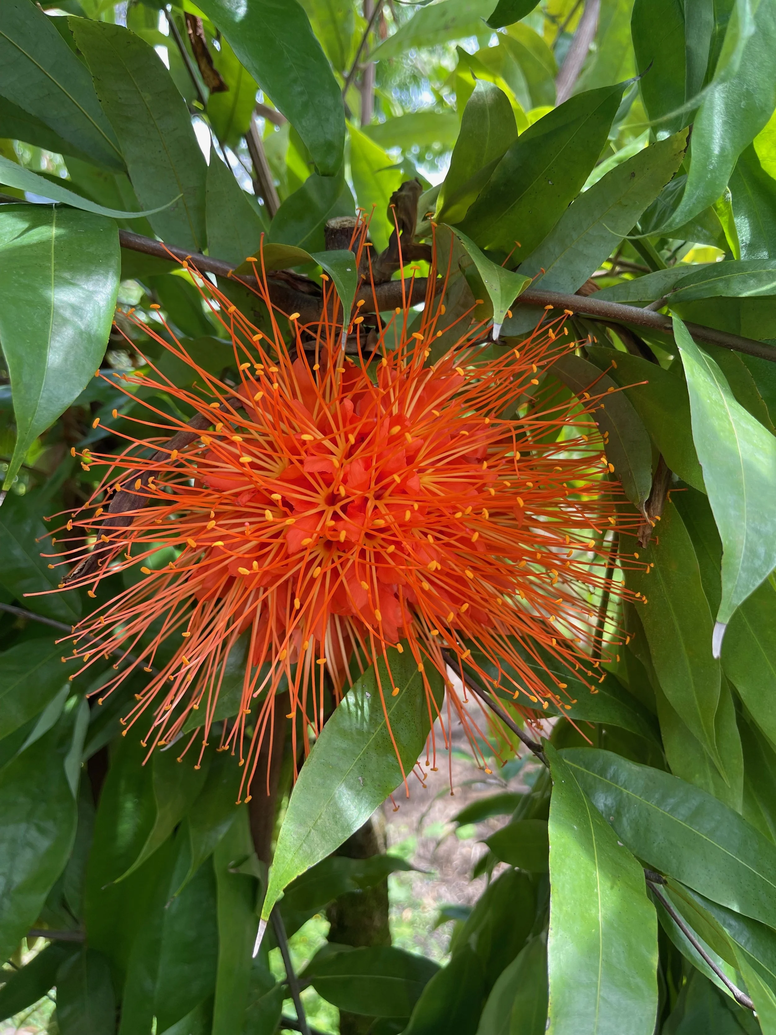 Brownea macrophylla (1).jpeg