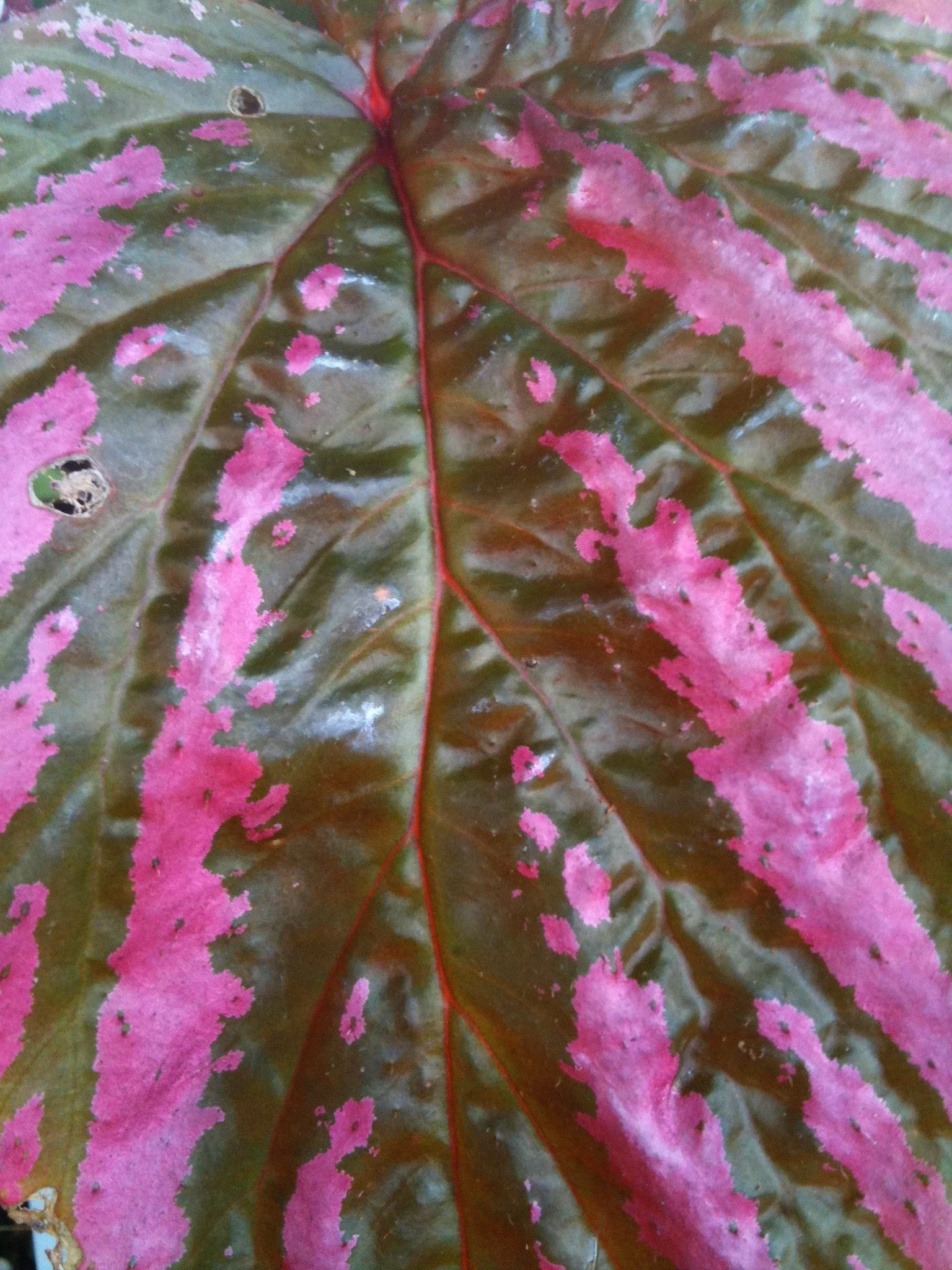 begonia_exotica (1).jpeg