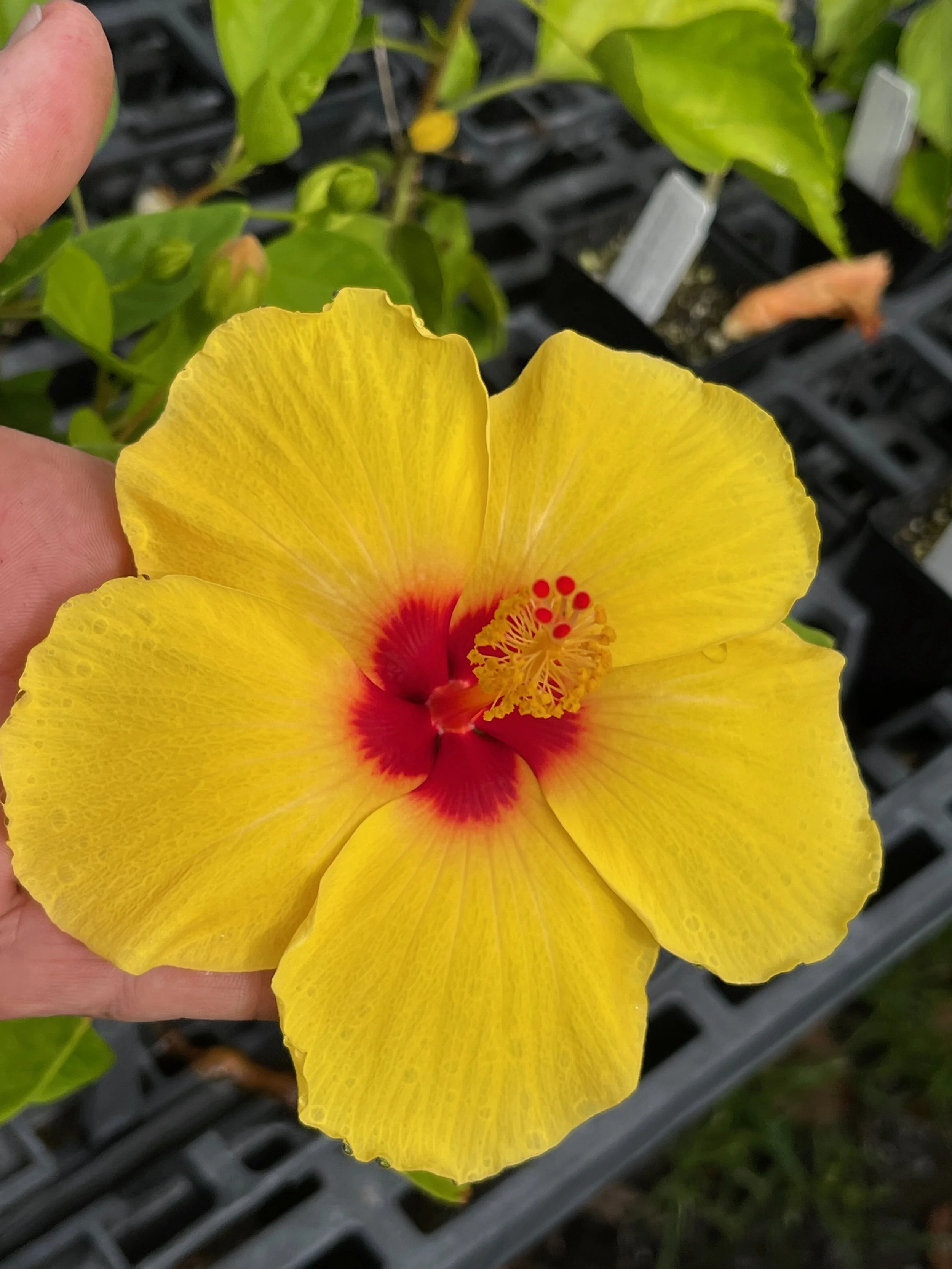 Hibiscus rosa-sinensis 'Yellow Bird'.jpeg