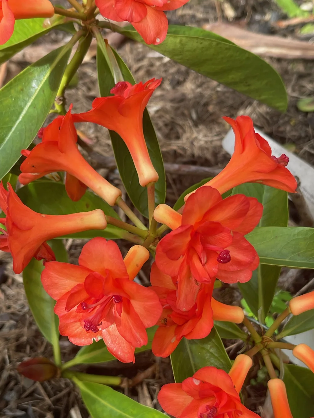 rhododendron tee wirkung Kaufen Sie Rhododendron-Blütentee online und versandkostenfrei