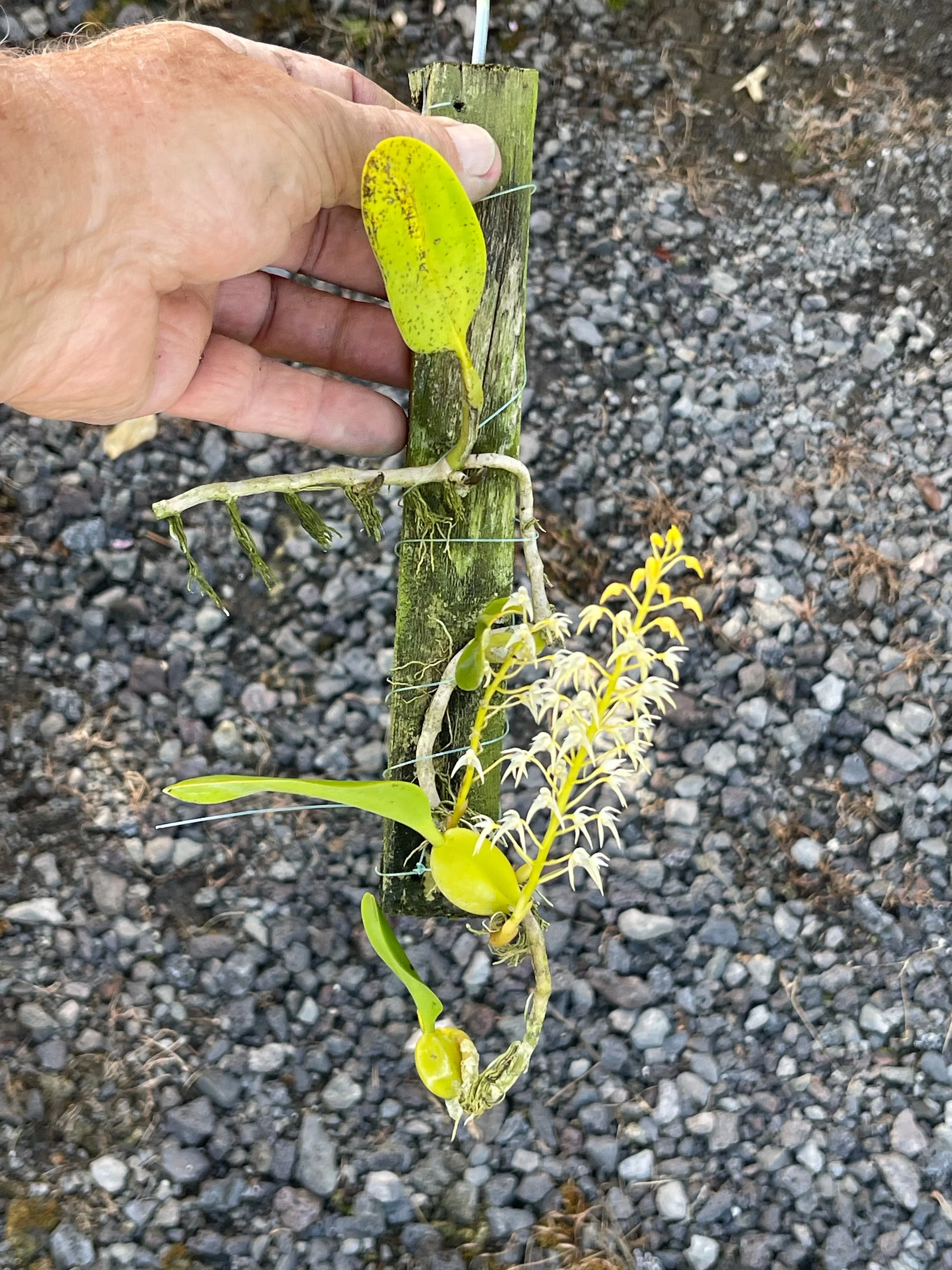 Bulbophyllum laxiflorum (maybe - small white flw).jpeg