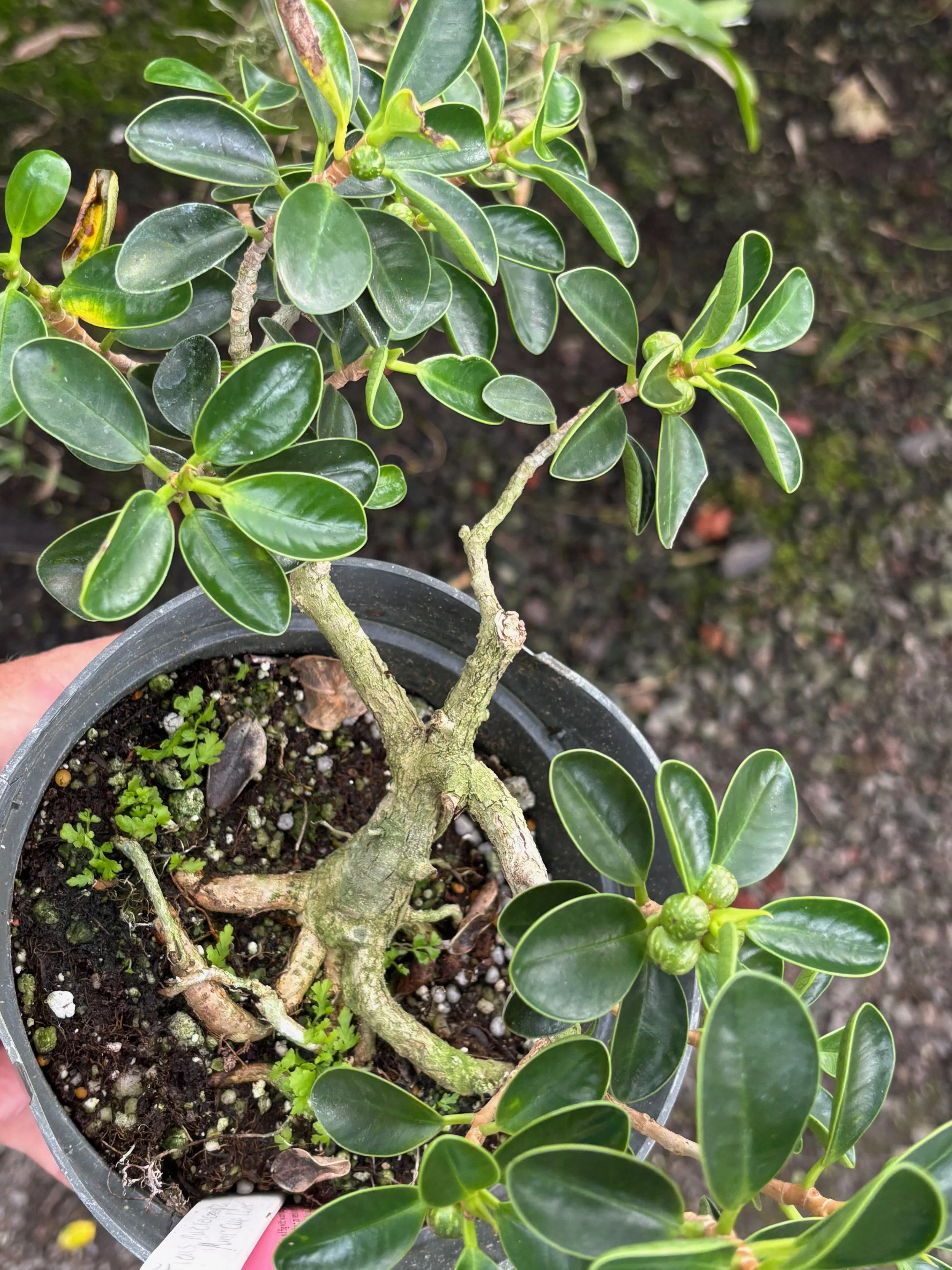 Mini Ficus Ficus microcarpa 'Mini Cupleaf' — Vintage Green Farms with Tom Piergrossi