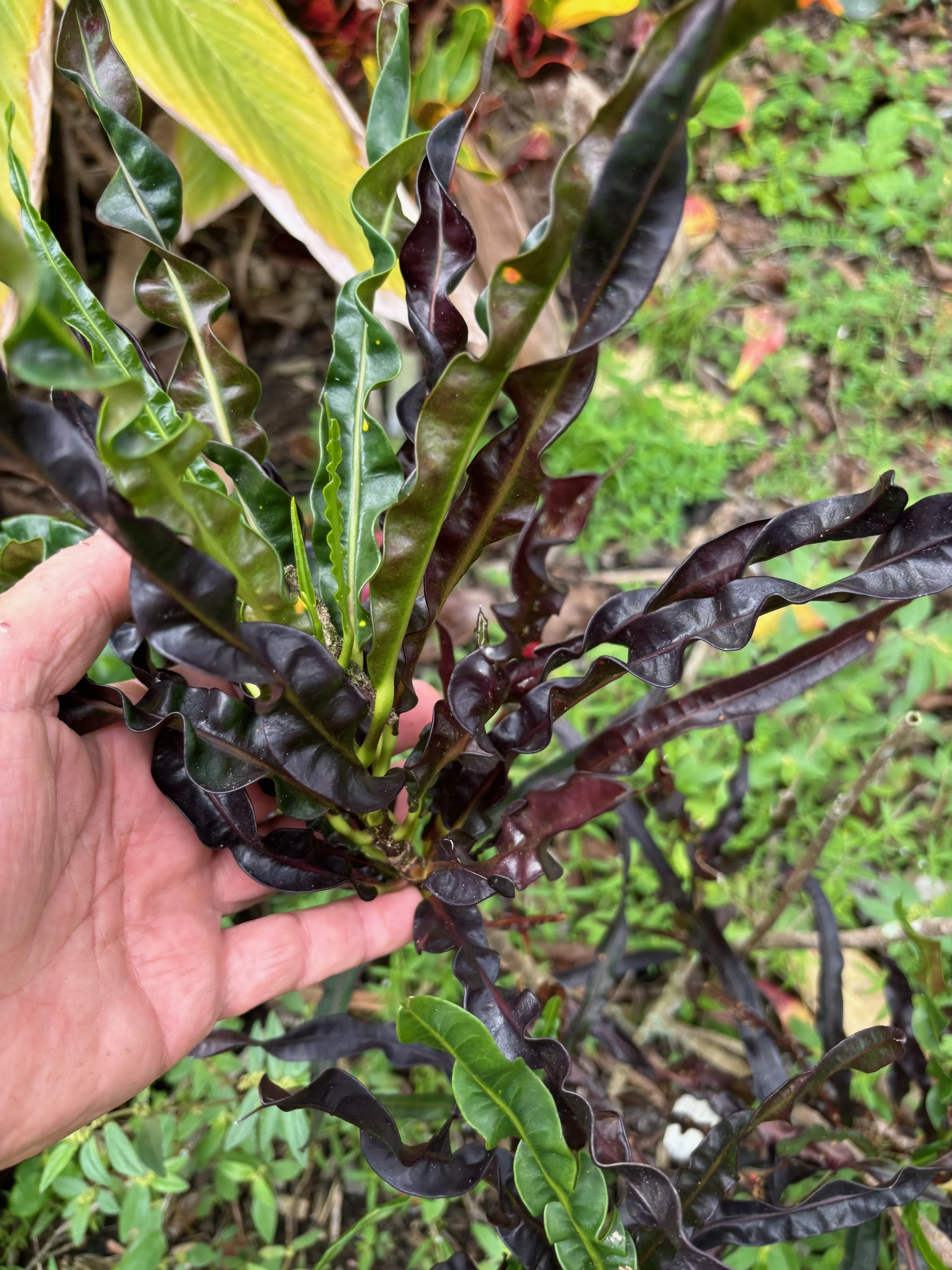 Codiaeum 'Black Beauty'.jpeg