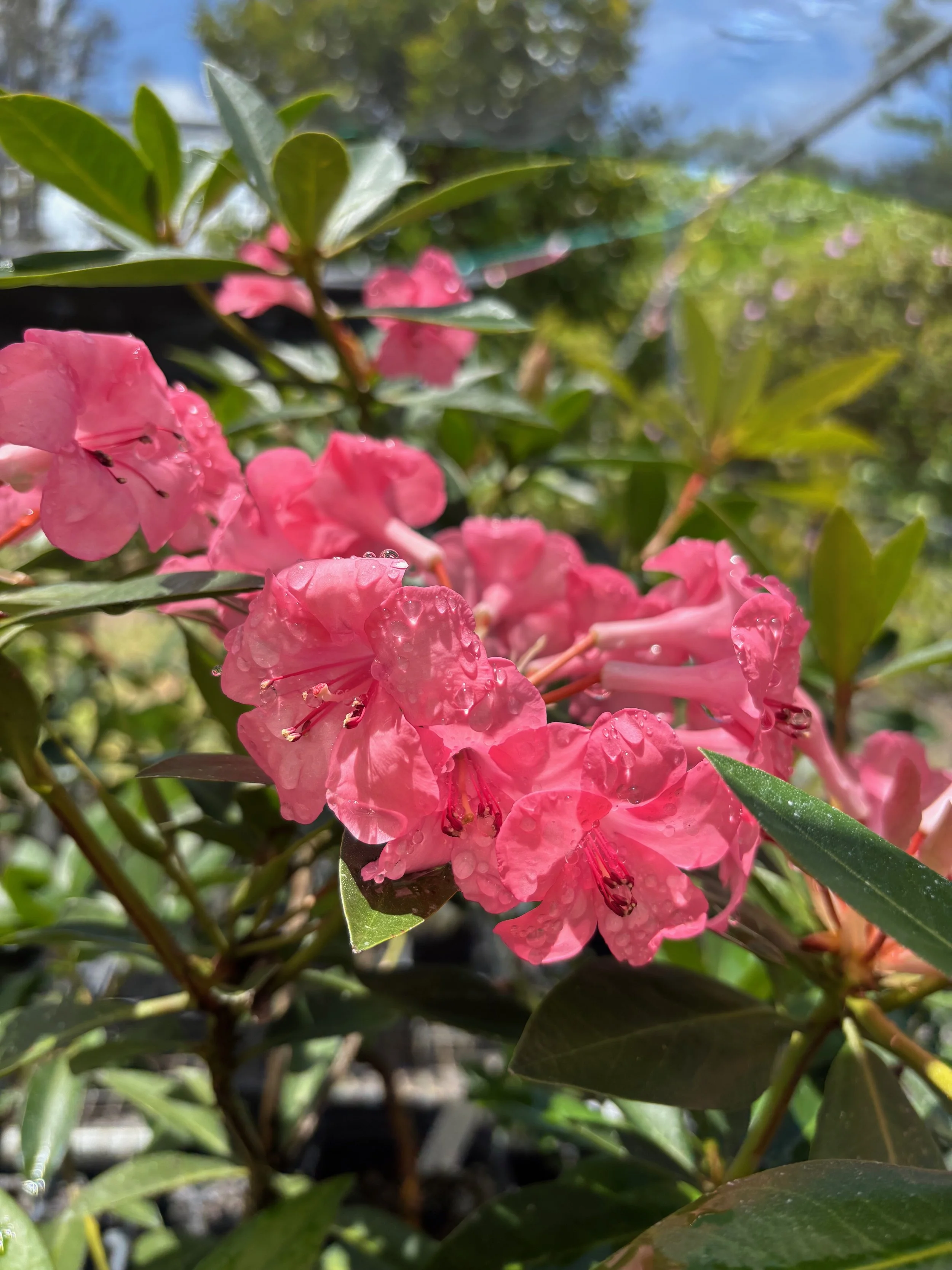 Rhododendron vireya 'Pink Princess' (1).jpeg