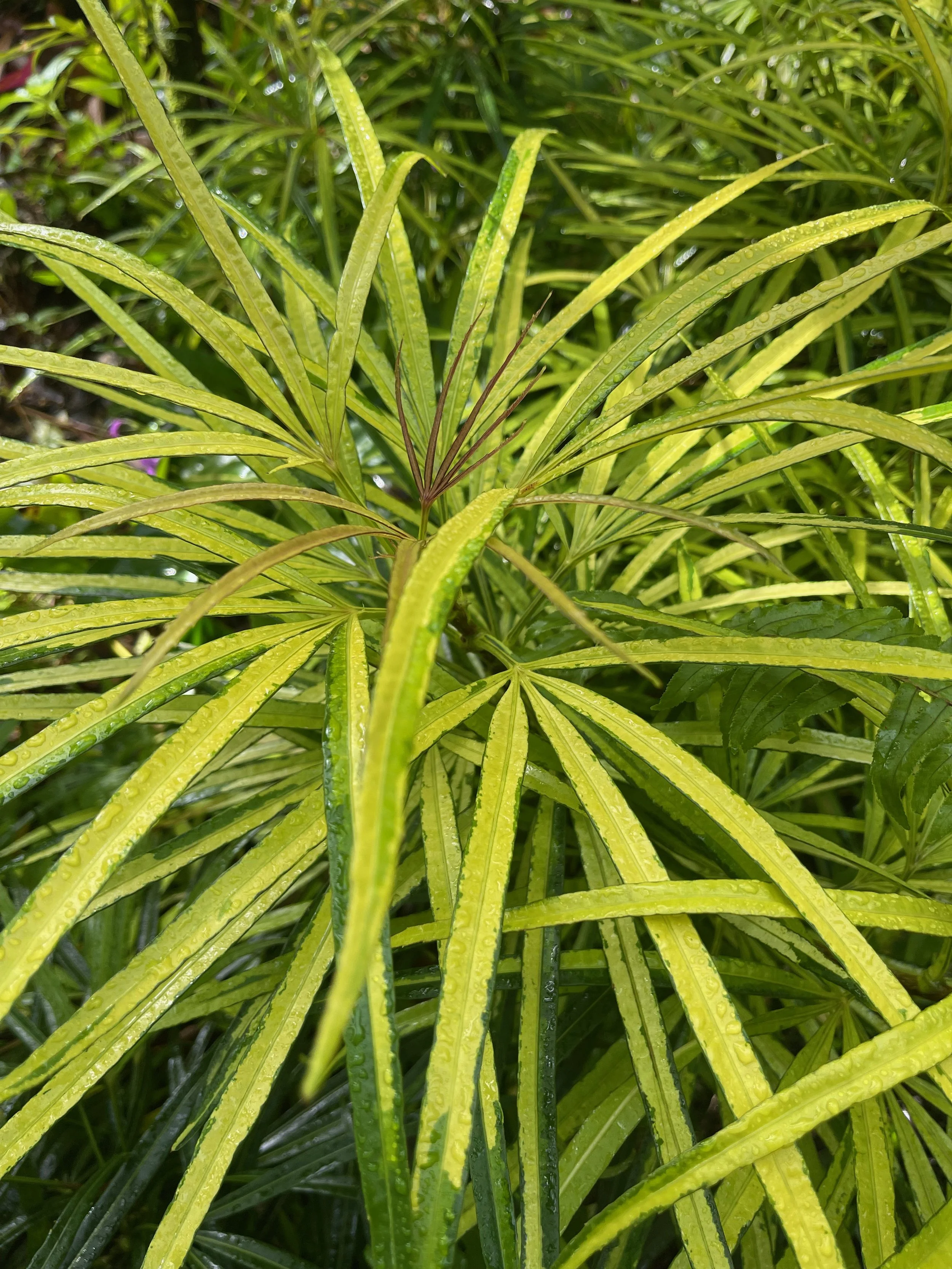 Osmoxylon lineare variegata (6).jpeg