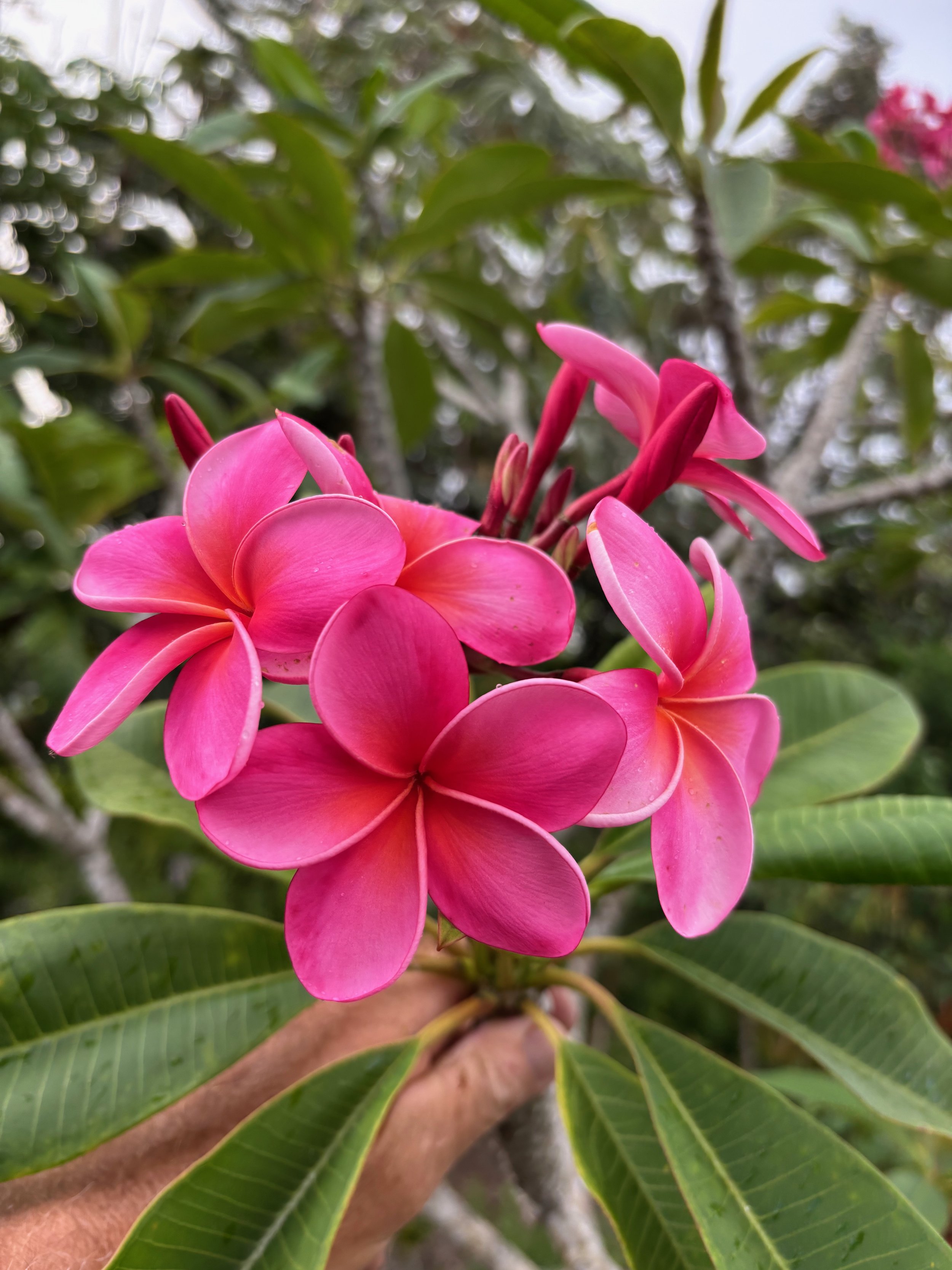 Plumeria rubra 'Laguna Pink' ('Plastic Pink' - ('Royal Hawaiian').jpeg