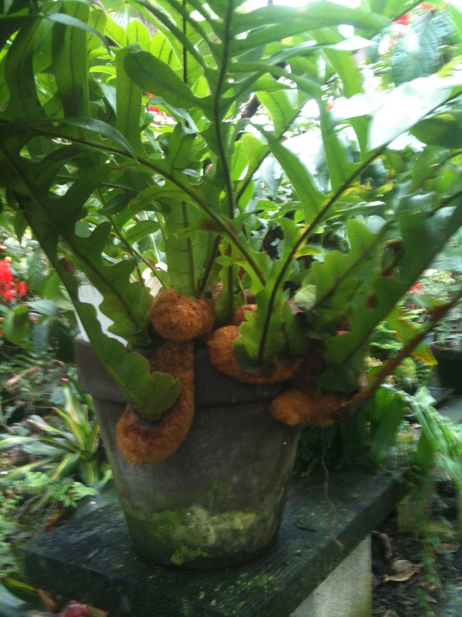 Aglaomorpha meyeniana (4).jpeg