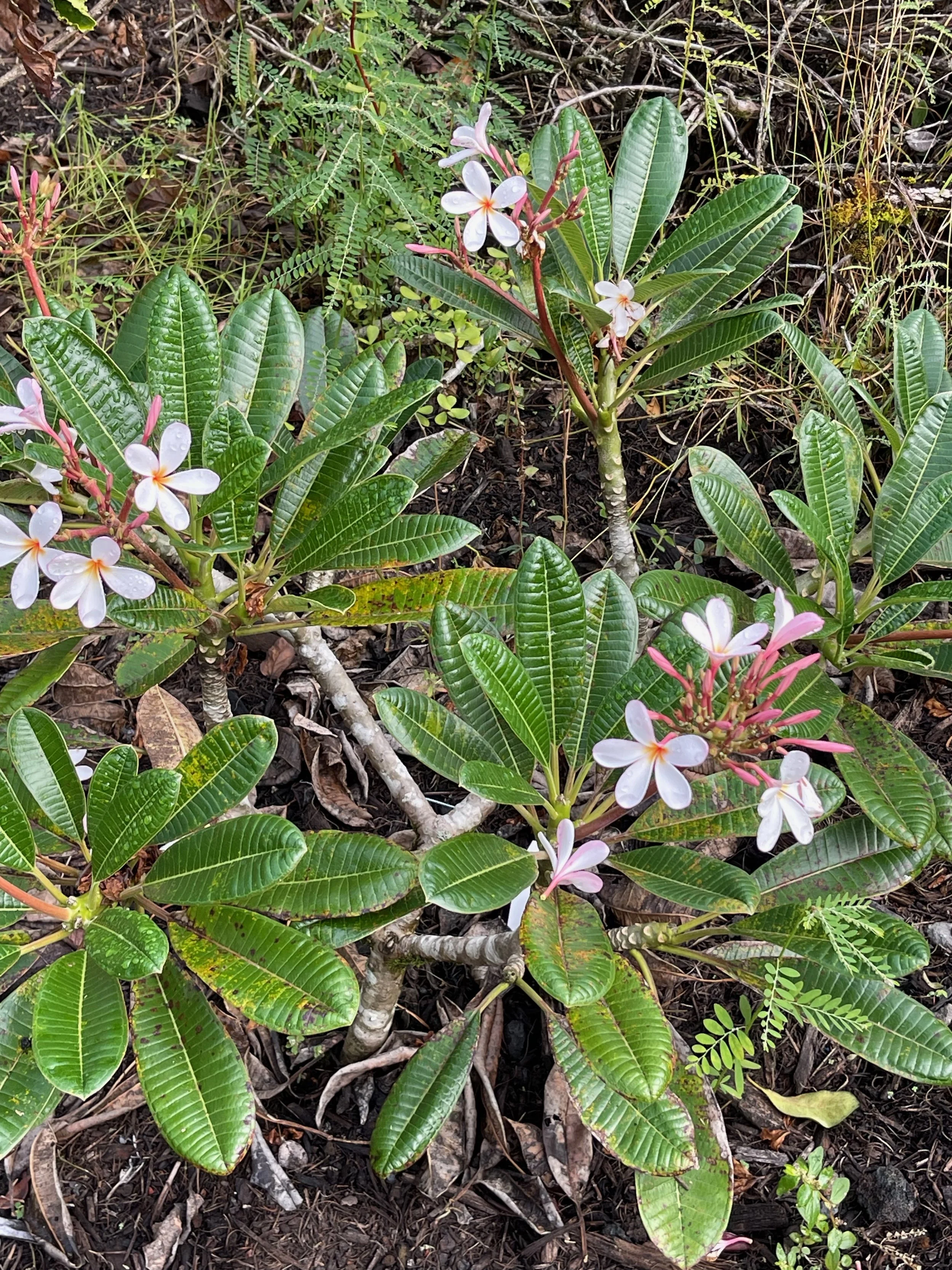 Plumeria obtusa 'Dwarf Singapore Pink' (1).jpeg