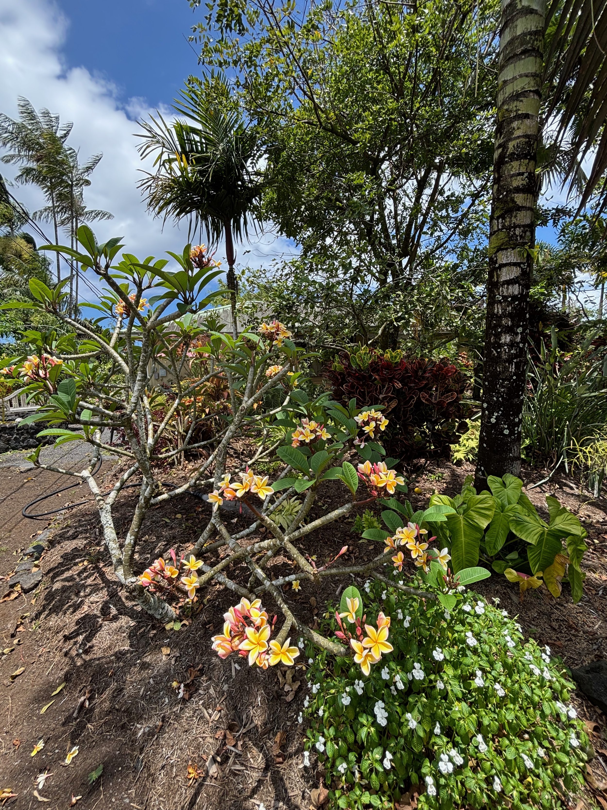 Plumeria rubra ‘California Sunset' (6).jpeg