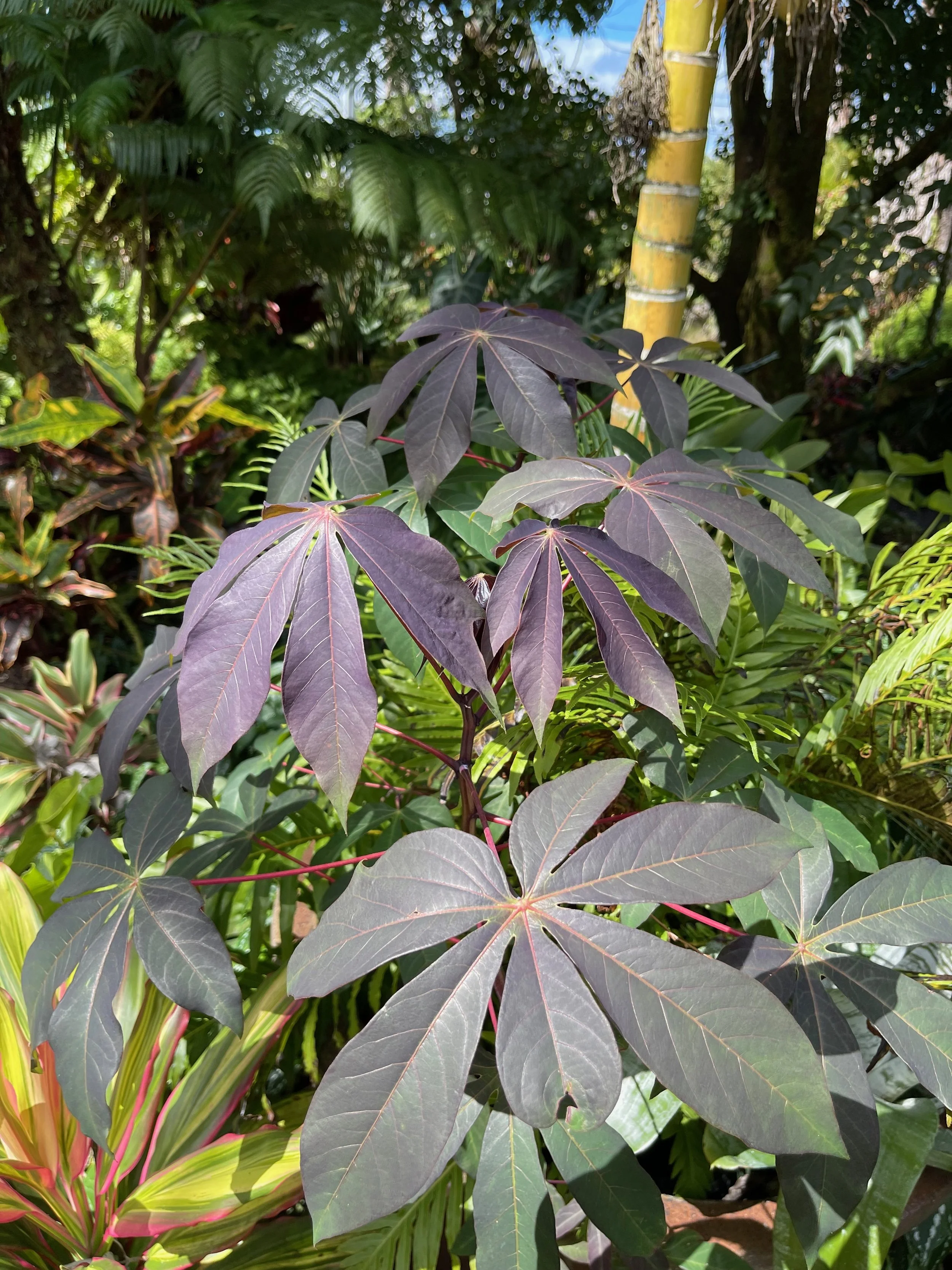 Manihut sp. (dark leaf form).jpeg