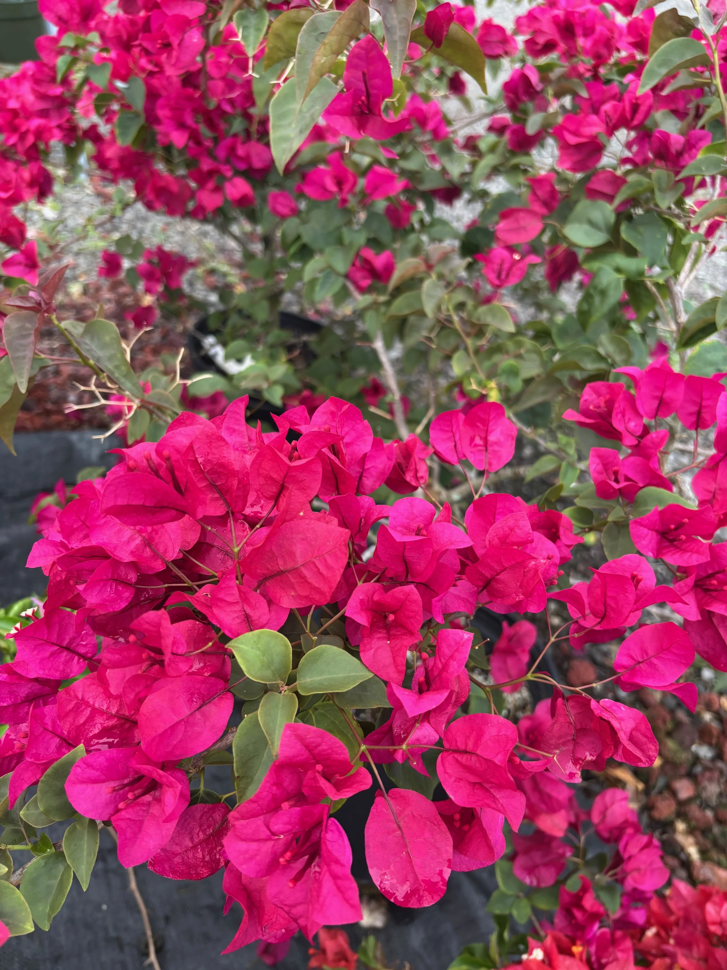 Bougainvillea 'Burgundy'.jpeg