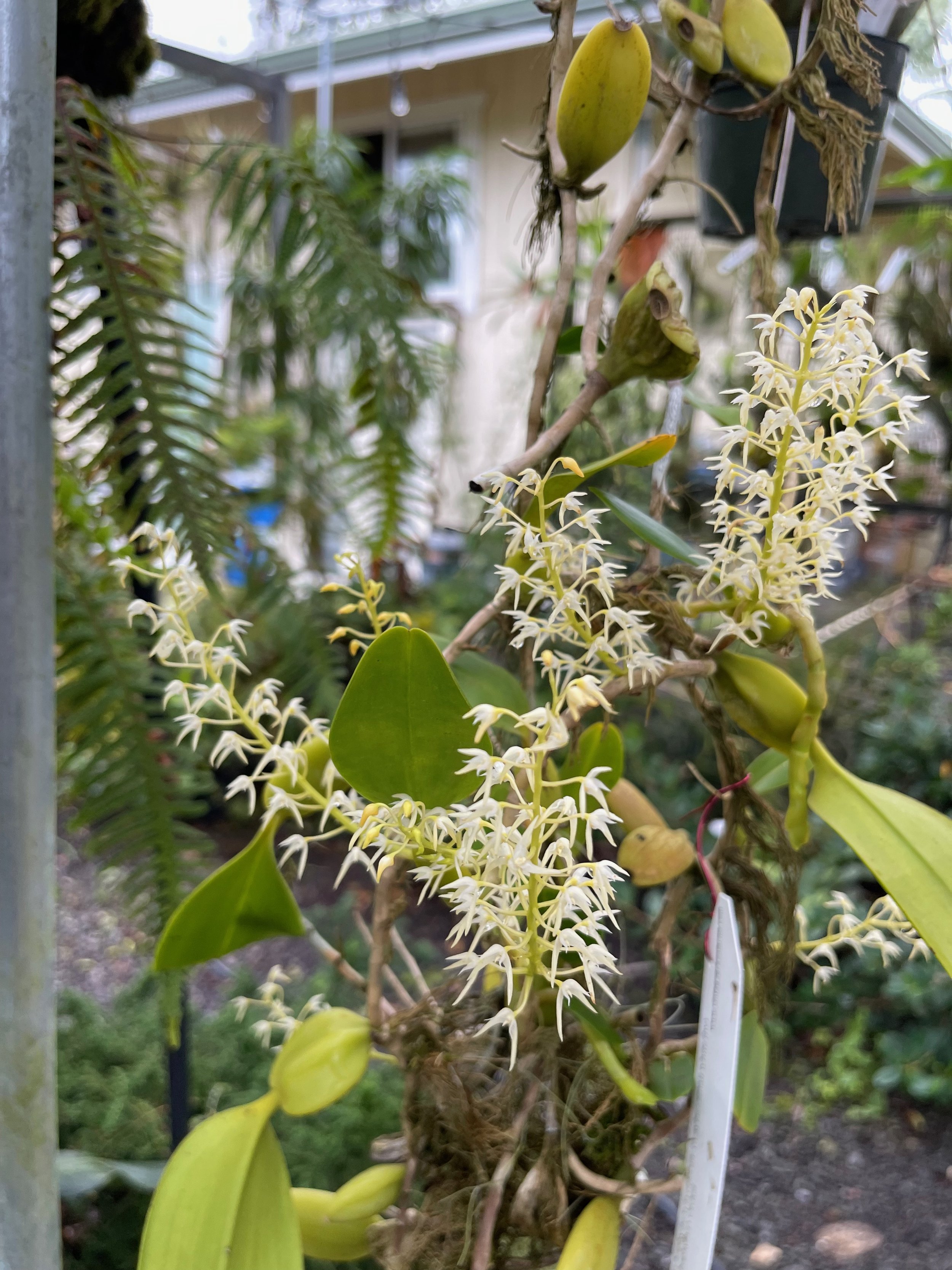 Bulbophyllum laxiflorum (maybe - small white flw) (2).jpeg