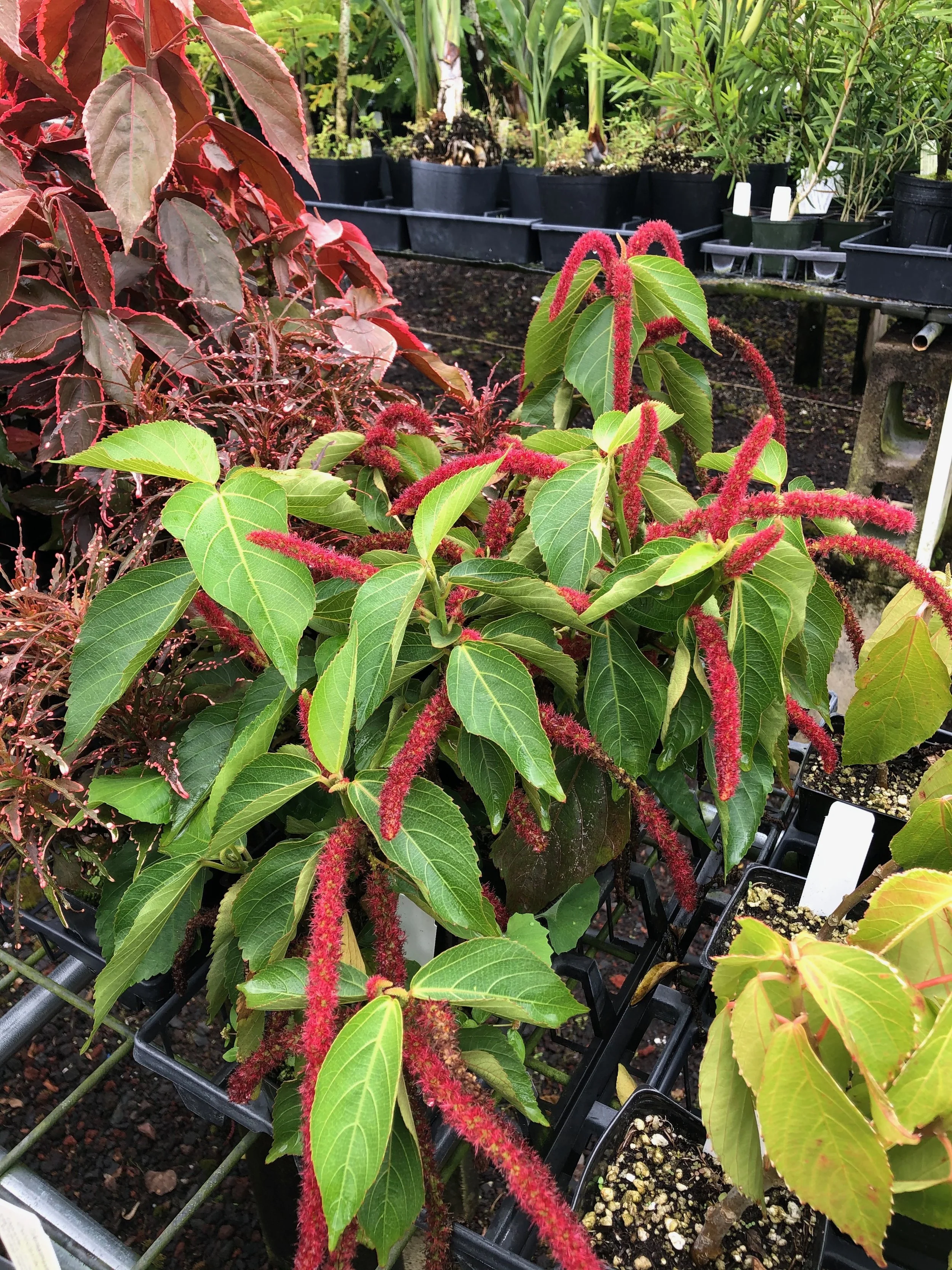 Acalypha hispida.jpeg