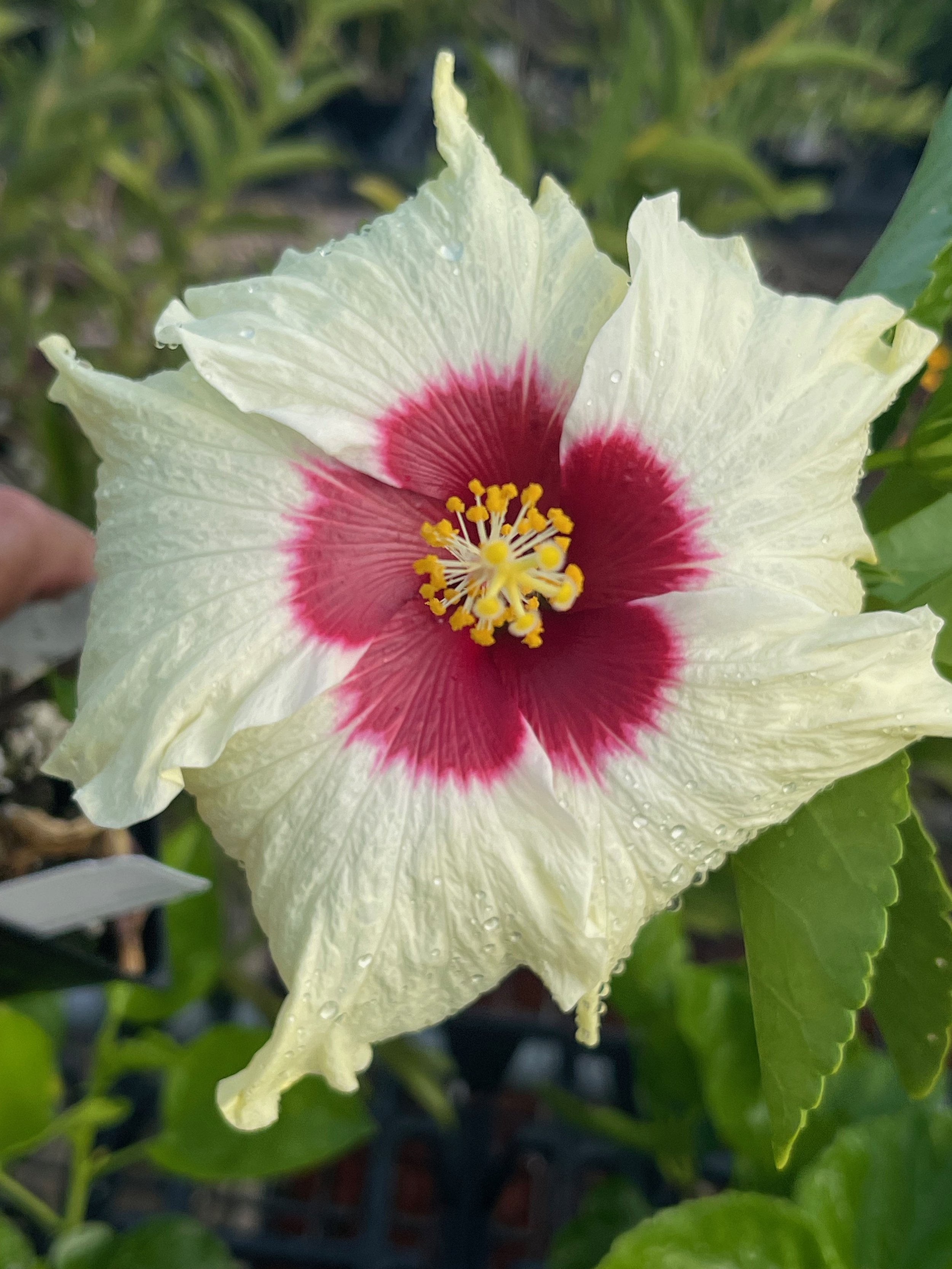 Hibiscus rosa-sinensis 'Beachside Bubbly'.jpeg