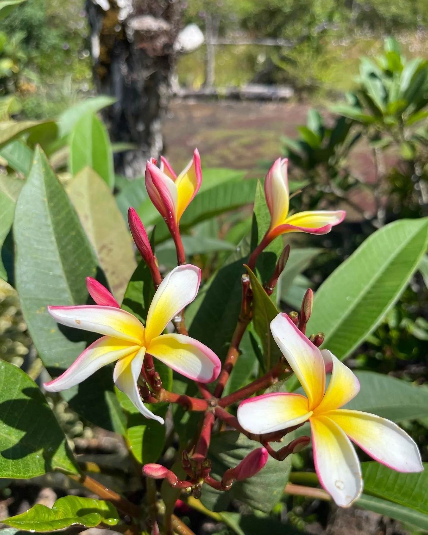 Plumeria rubra (small pinwheel) (1).jpeg