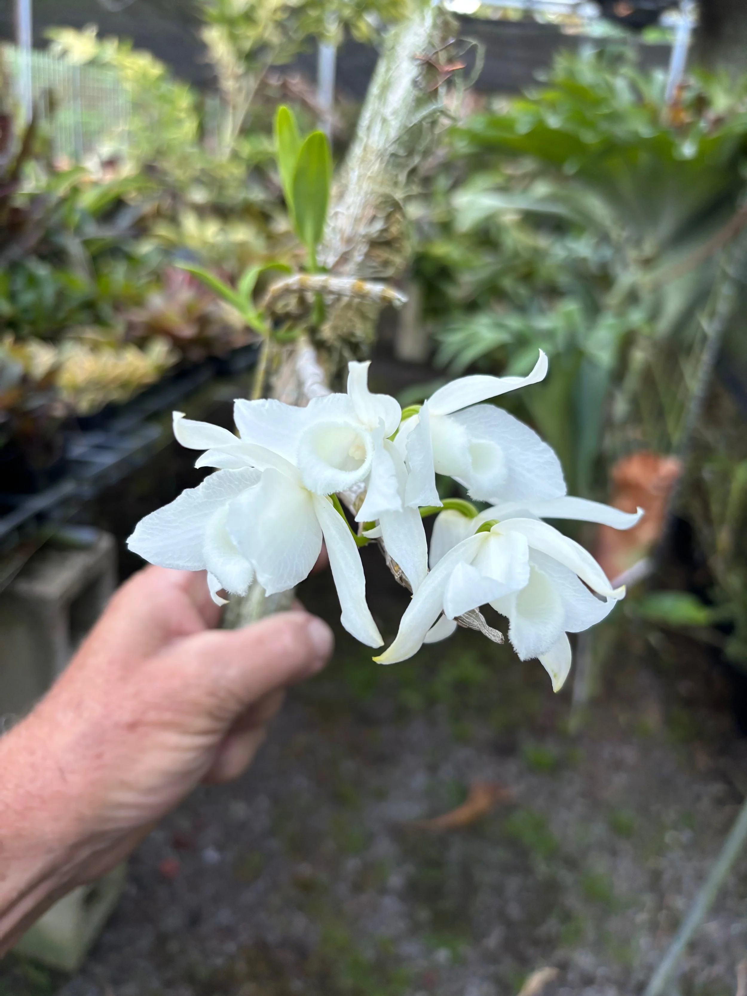 Dendrobium anosmum 'Snow Angel' (Honohono).jpeg