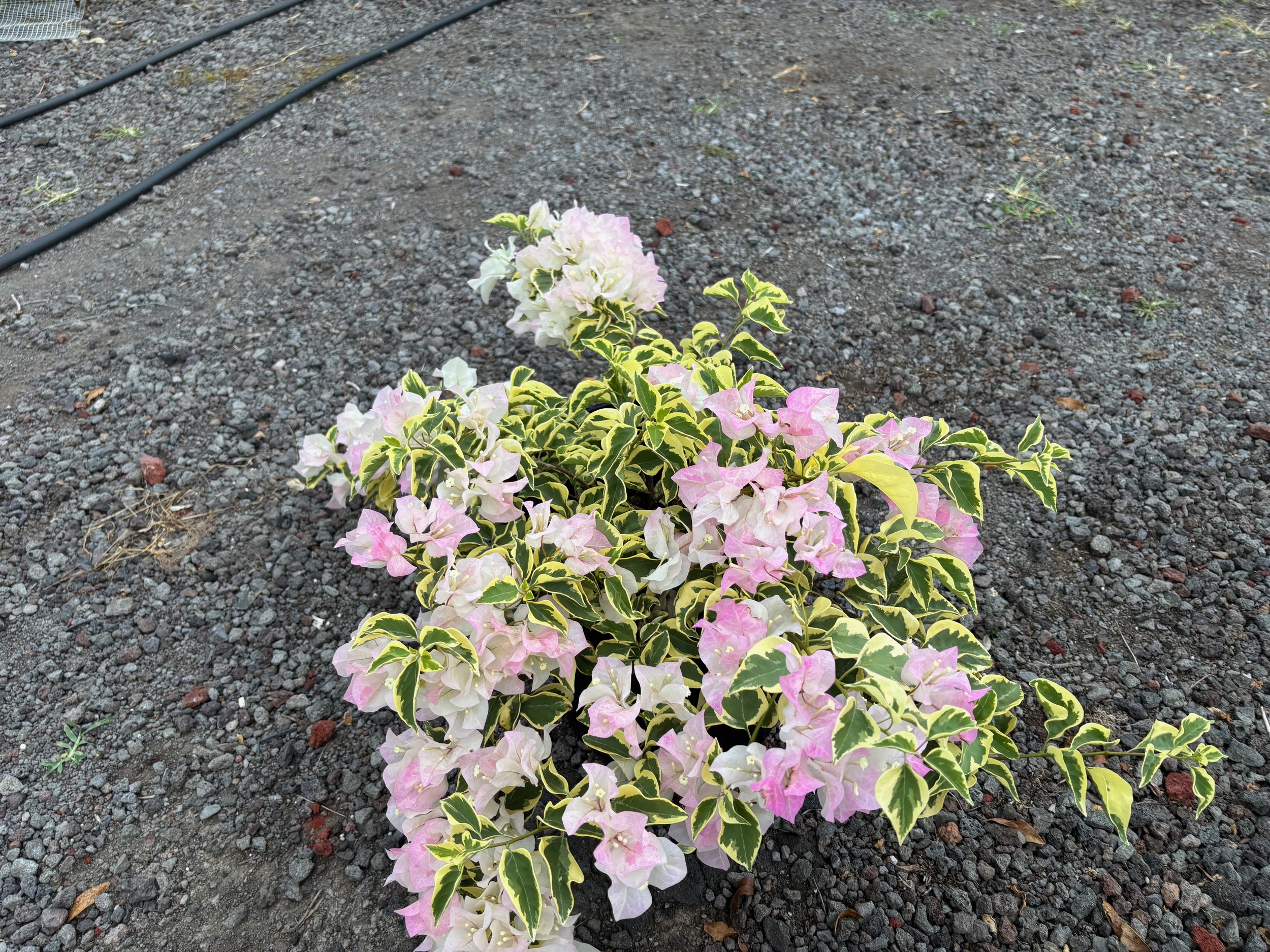 Bougainvillea (Variegated Blush) 'Imperial Thai Delight' (2).jpeg