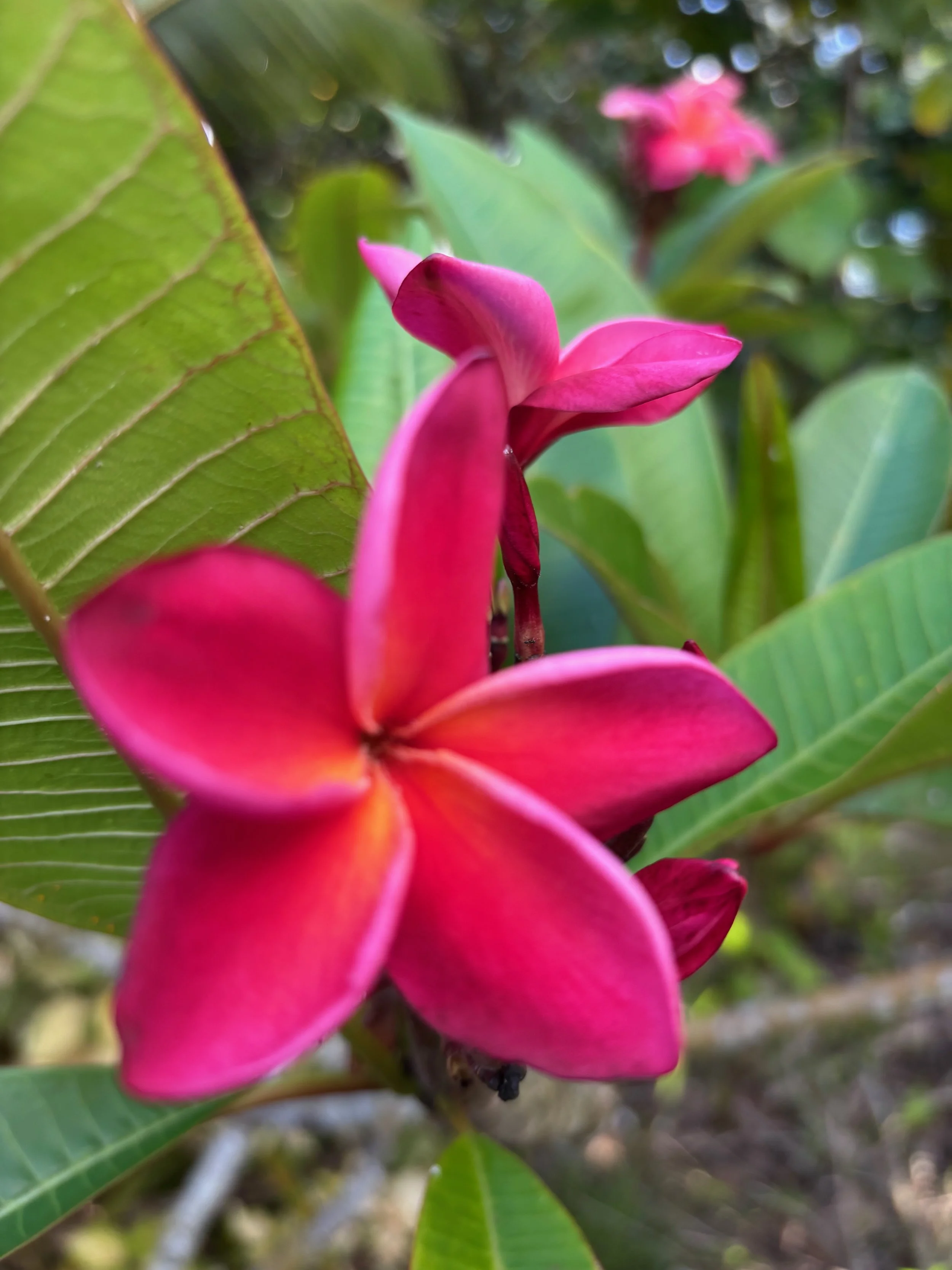 Plumeria rubra 'Katie Moragne' (1).jpeg