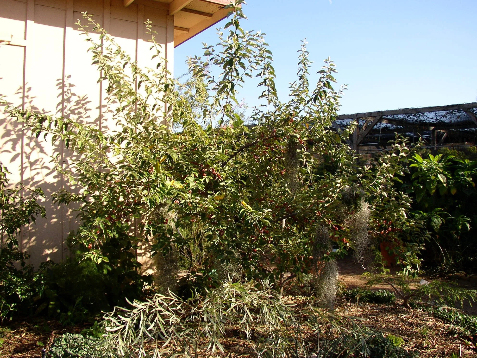 elaeagnus_philippinensis (1).jpeg