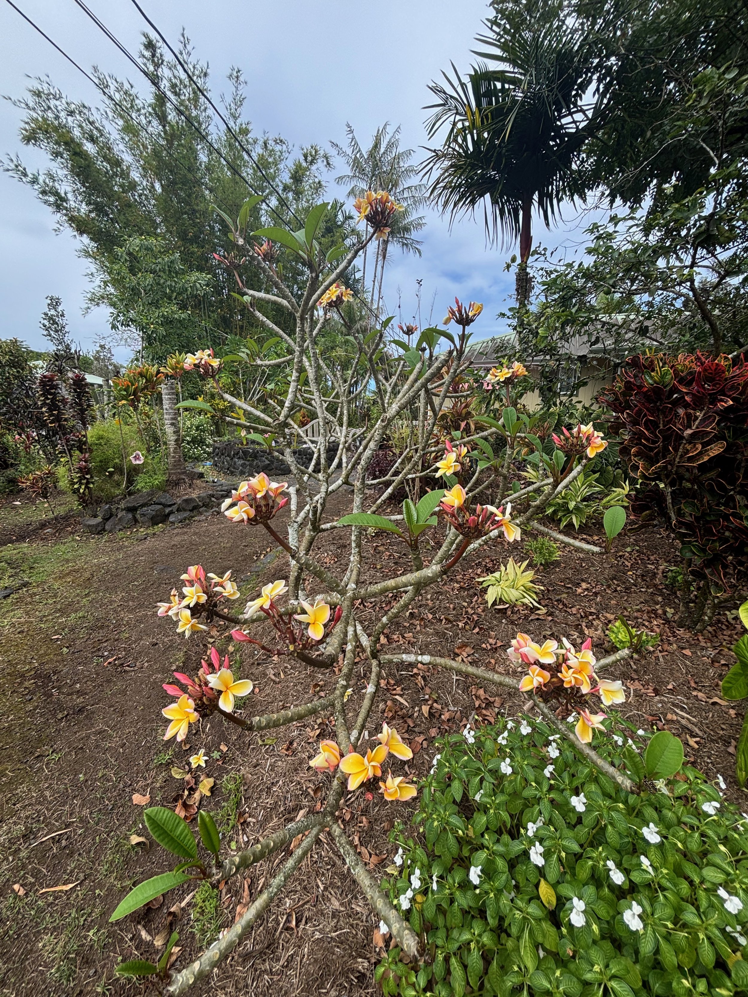 Plumeria rubra ‘California Sunset' (1).jpeg