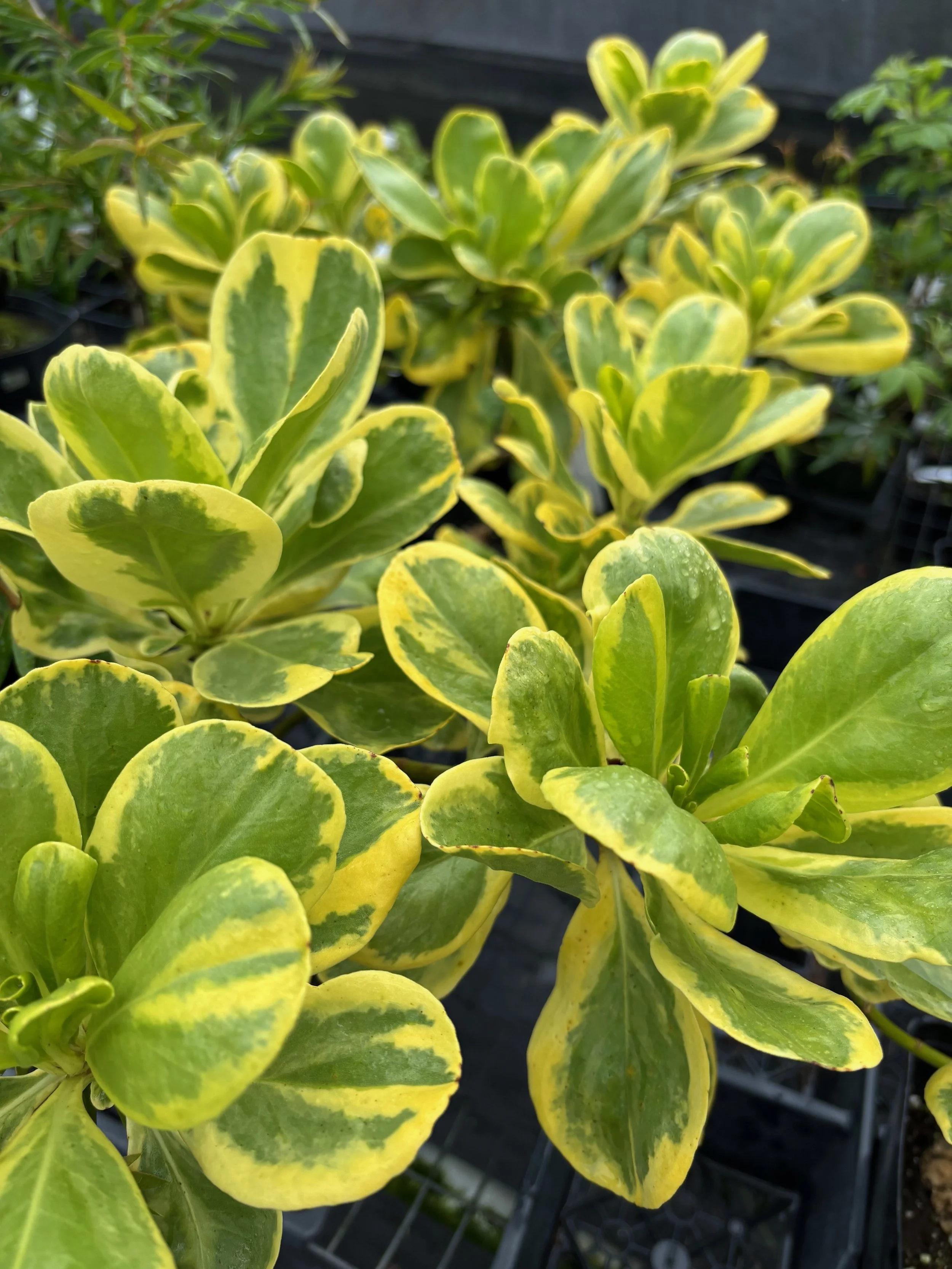 Scaevola sericea variegata 'Magic Sands' (2).jpeg