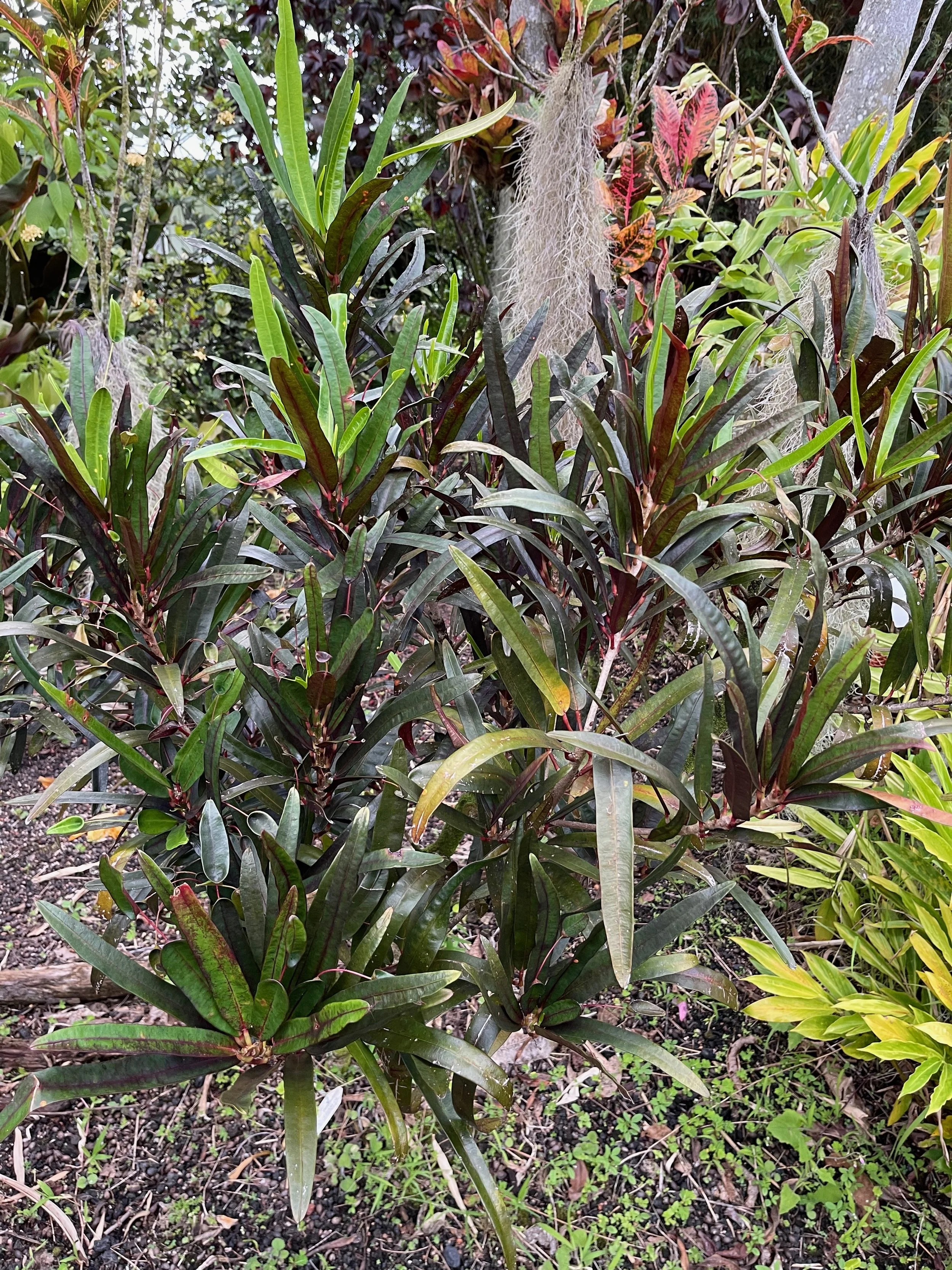 codiaeum-appendiculatum-purple-form-vintage-green-farms-with-tom