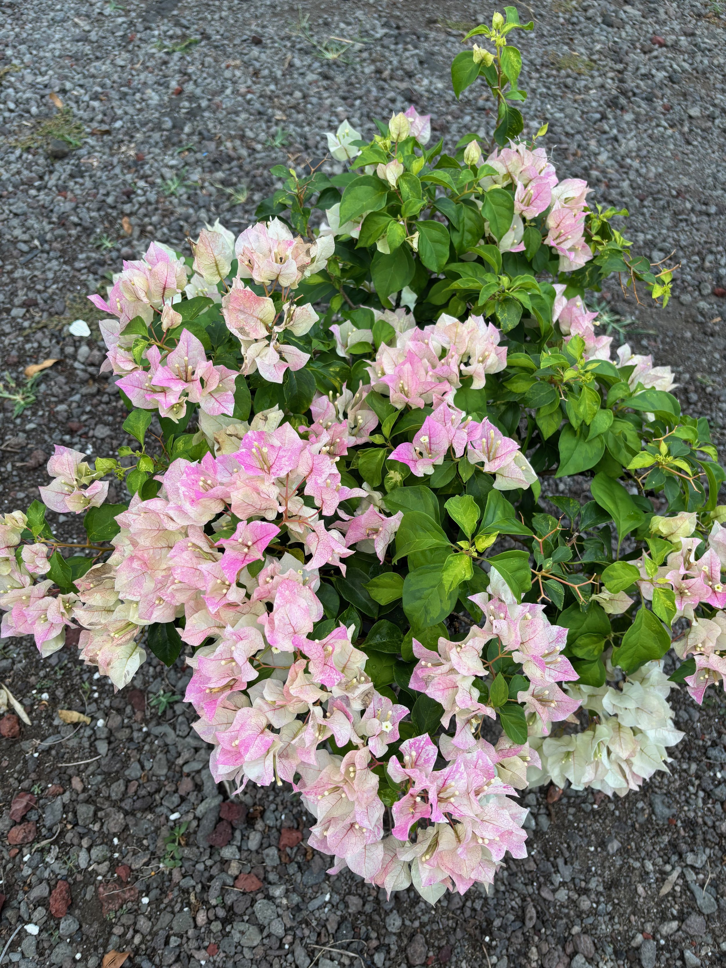 Bougainvillea 'Sunstone White' (2).jpeg