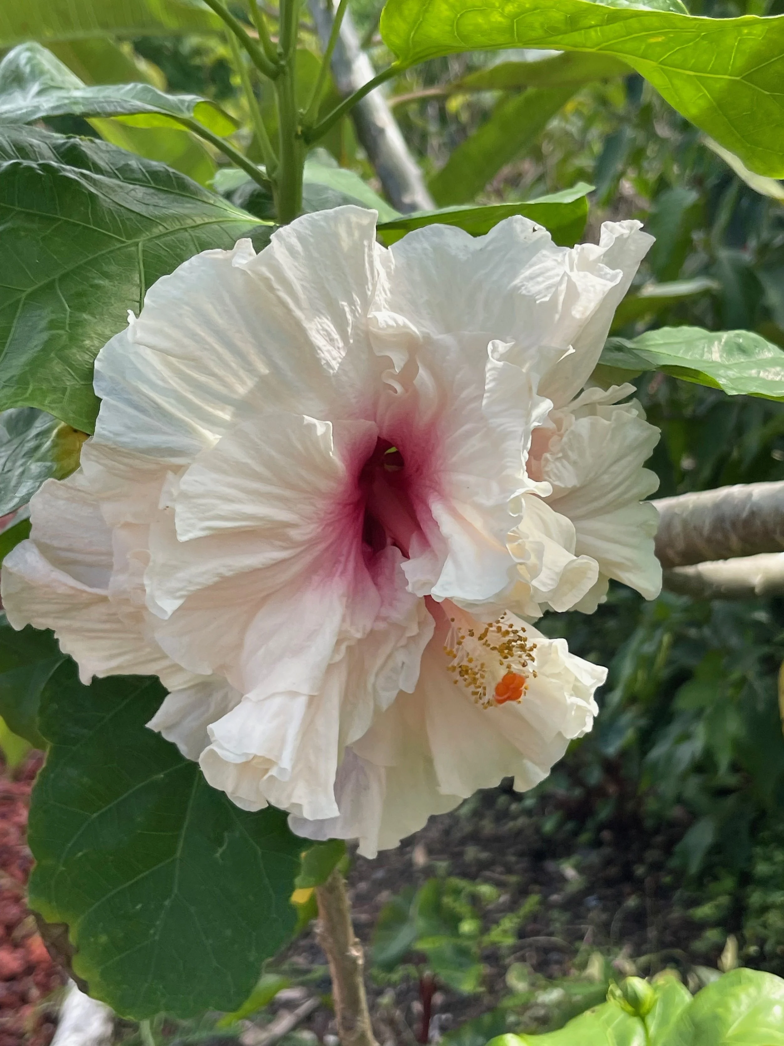 Hibiscus rosa-sinensis 'Moonlight Maddness' (1).jpeg