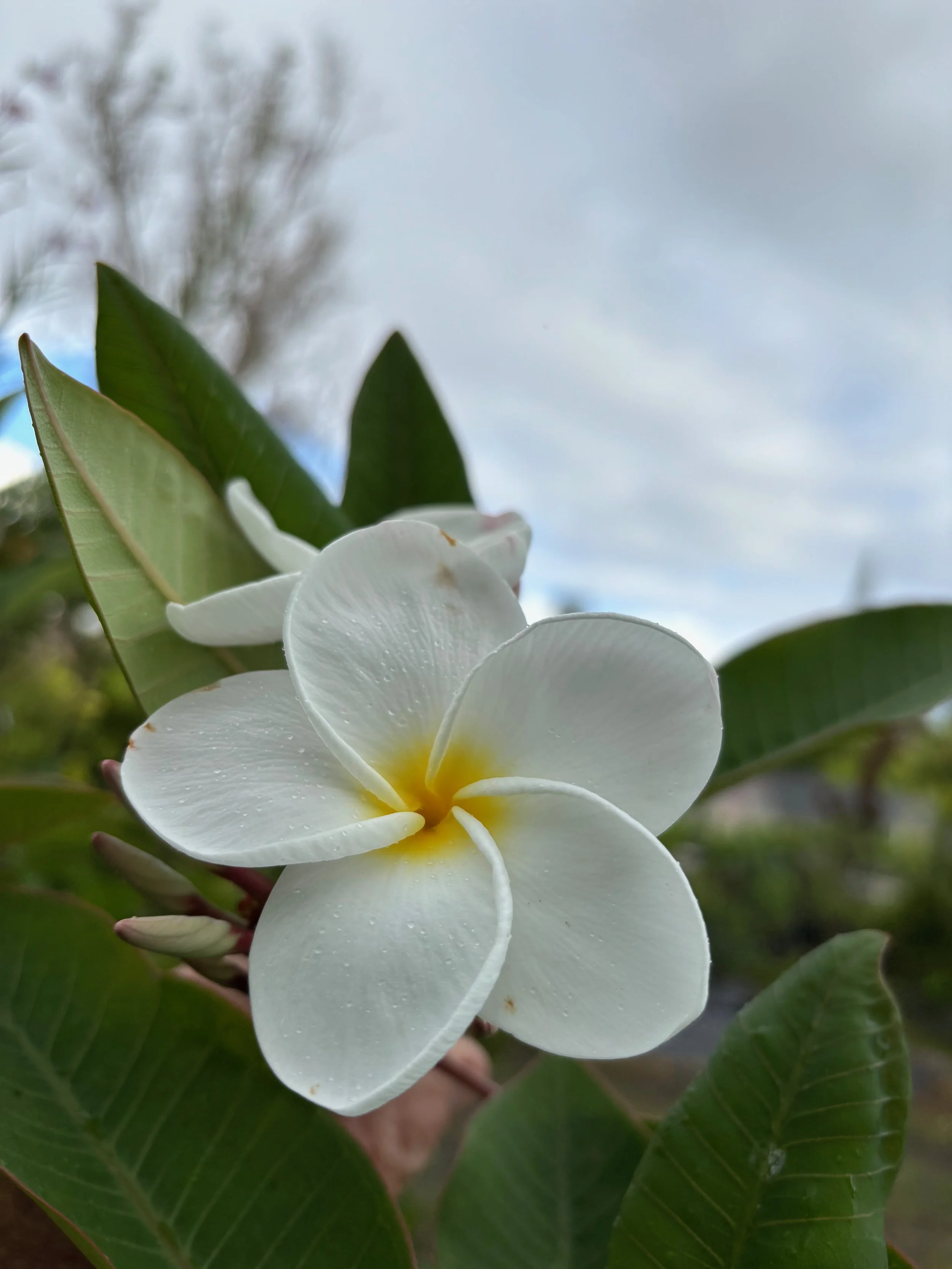 Plumeria rubra 'Samoan Fluff’ - ('Tahitian White').jpeg