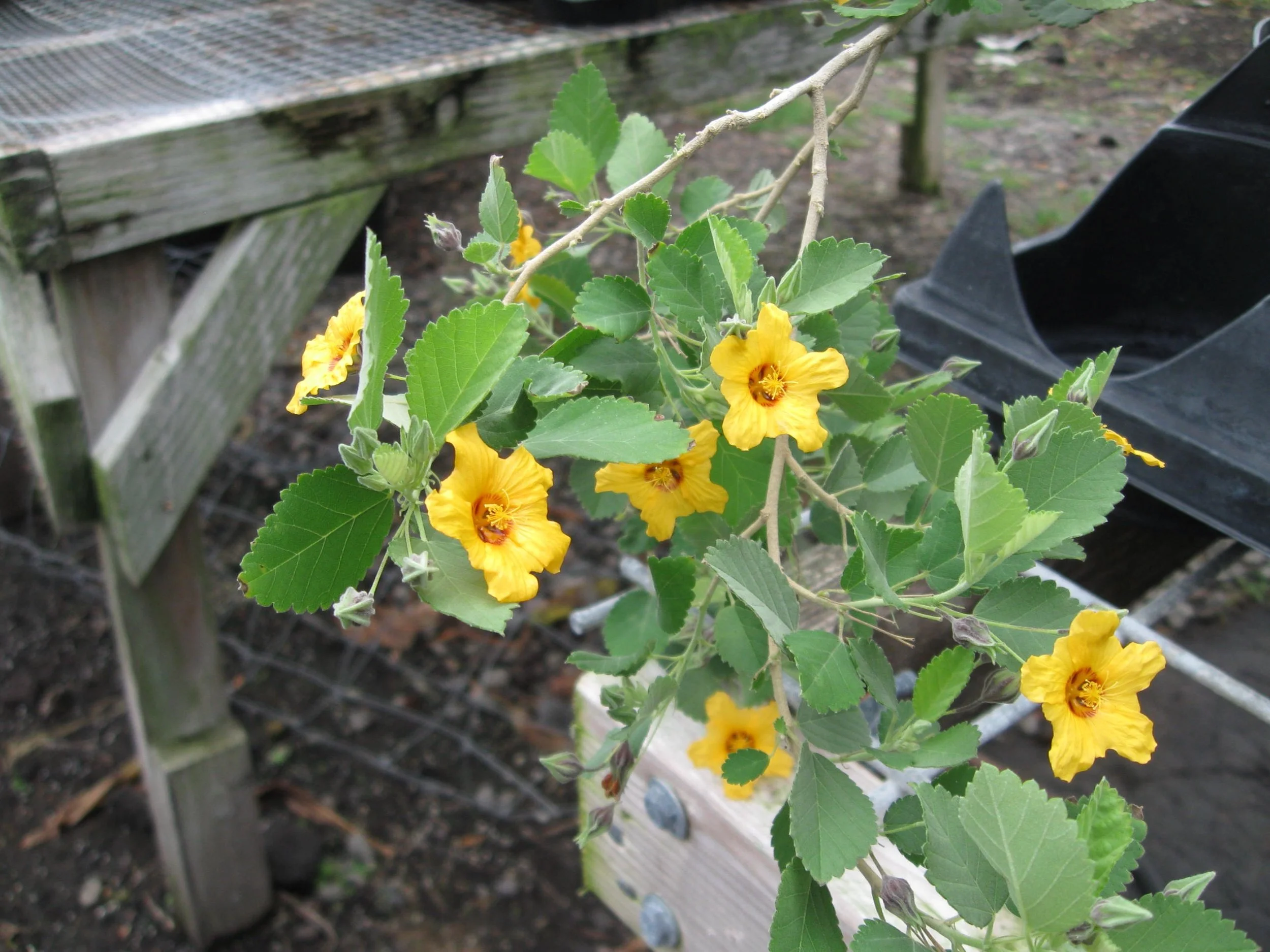 Sida fallax prostrata - Abutilon.jpeg