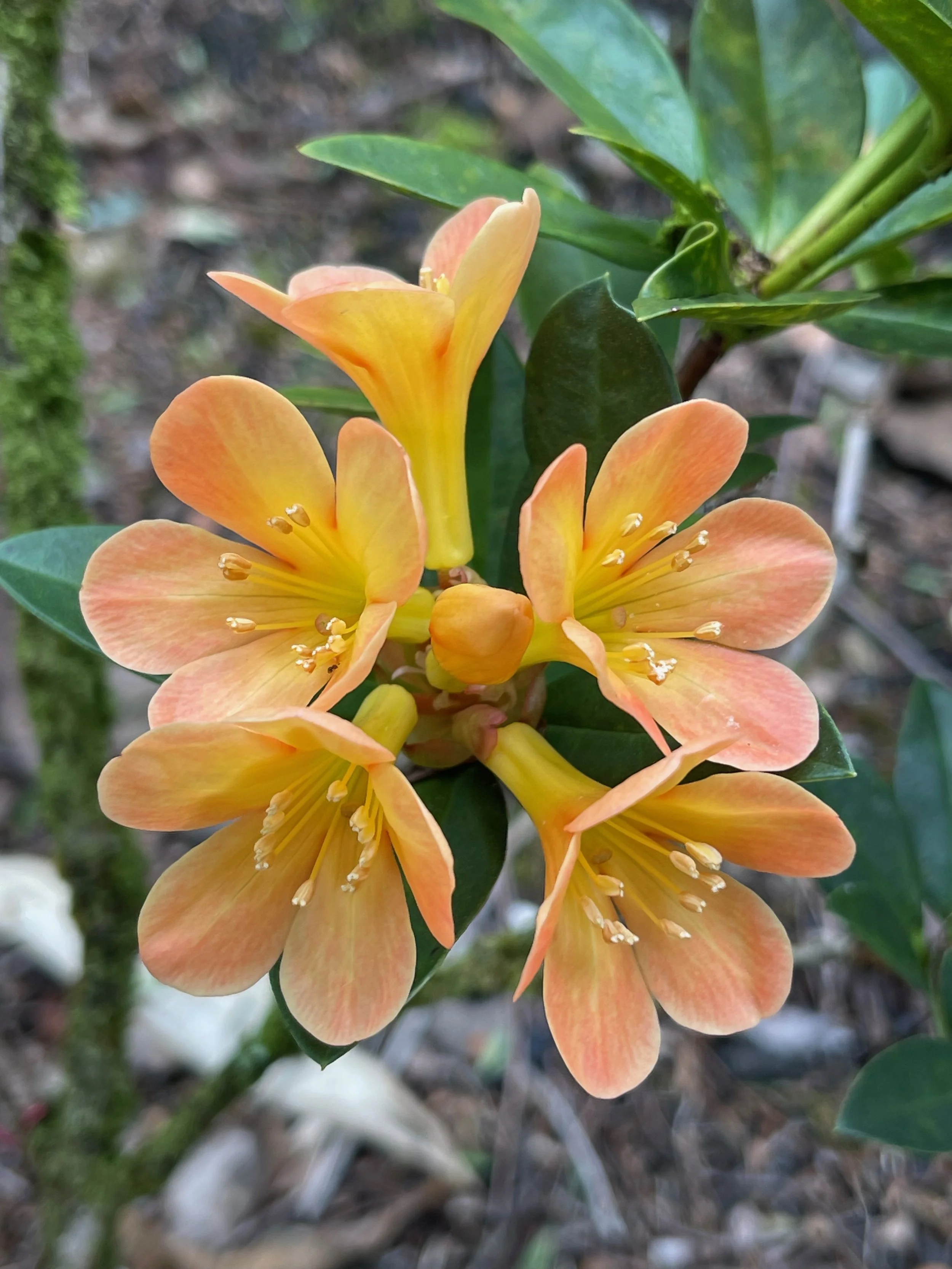Rhododendron vireya machregorie x lastum x saxifrigeides (1).jpeg
