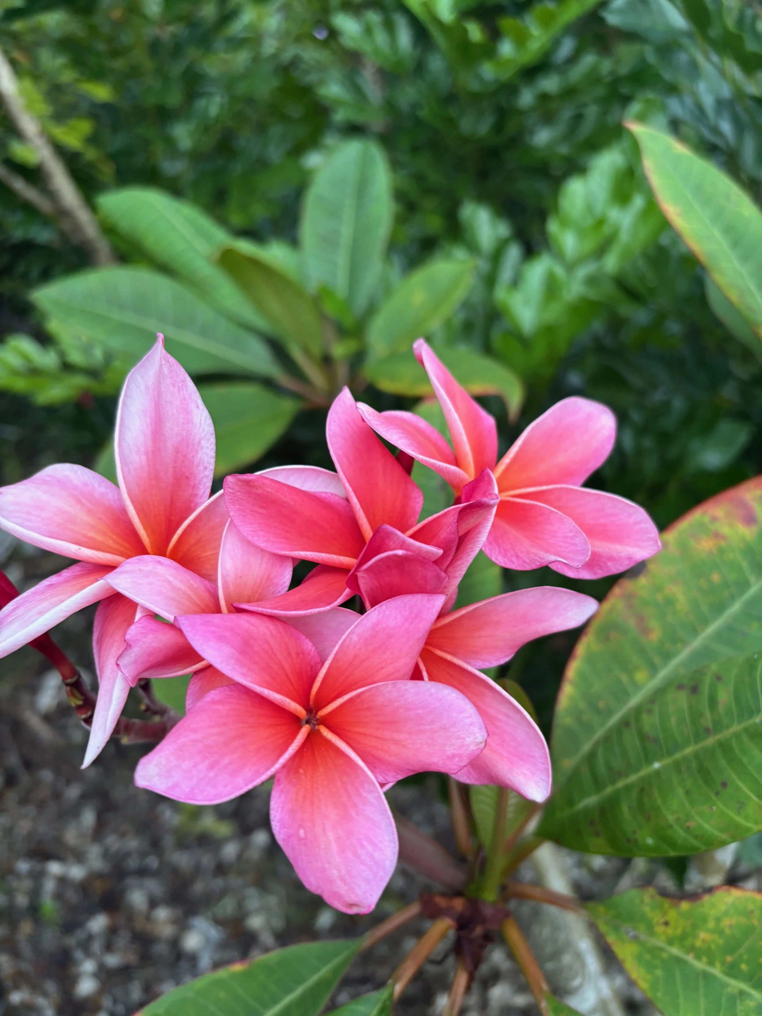 Plumeria rubra 'Dean Conklin' (3).jpeg